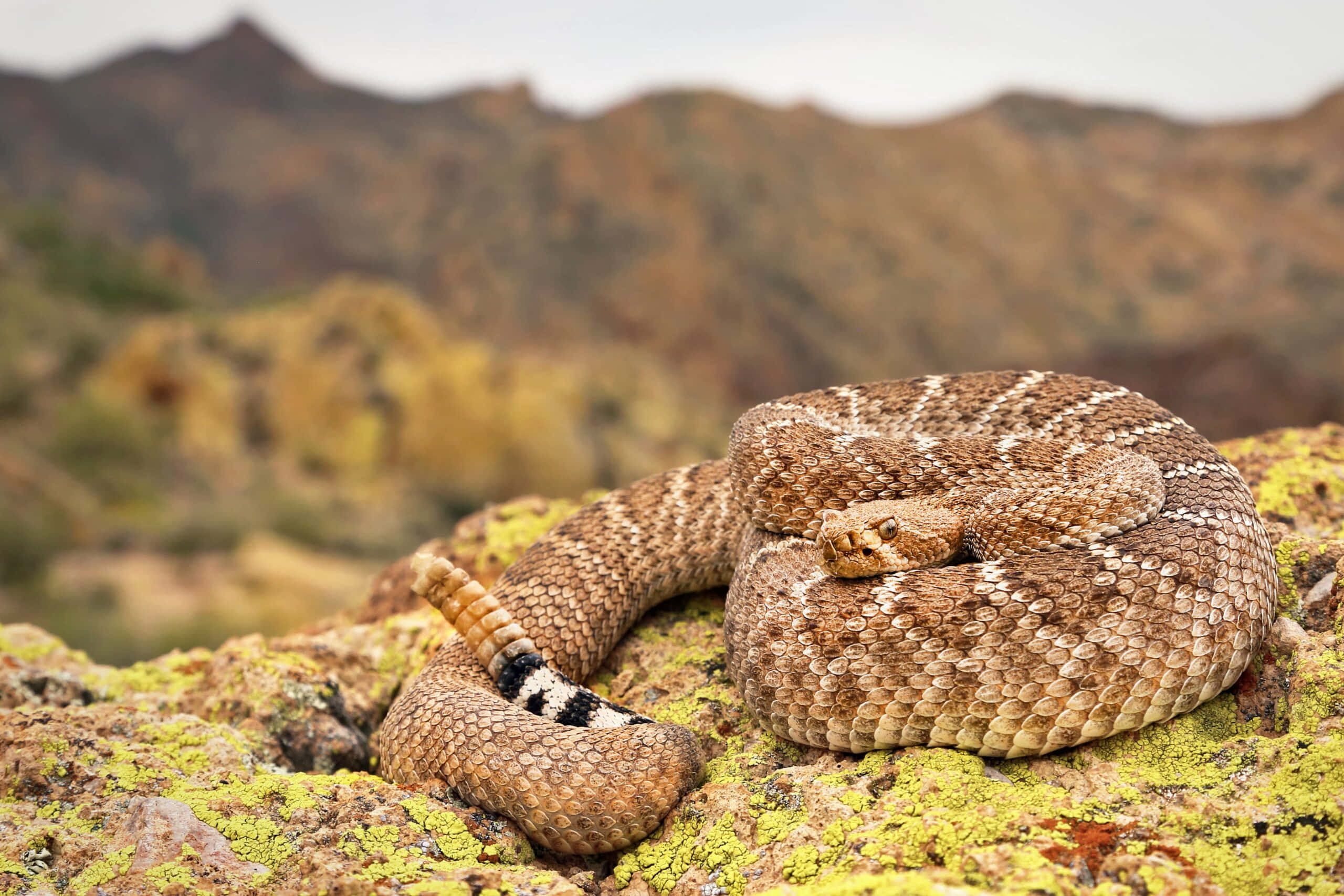 coiled rattlesnake, mossy rocks, blurred desert mountains, 2K Desktop Wallpaper