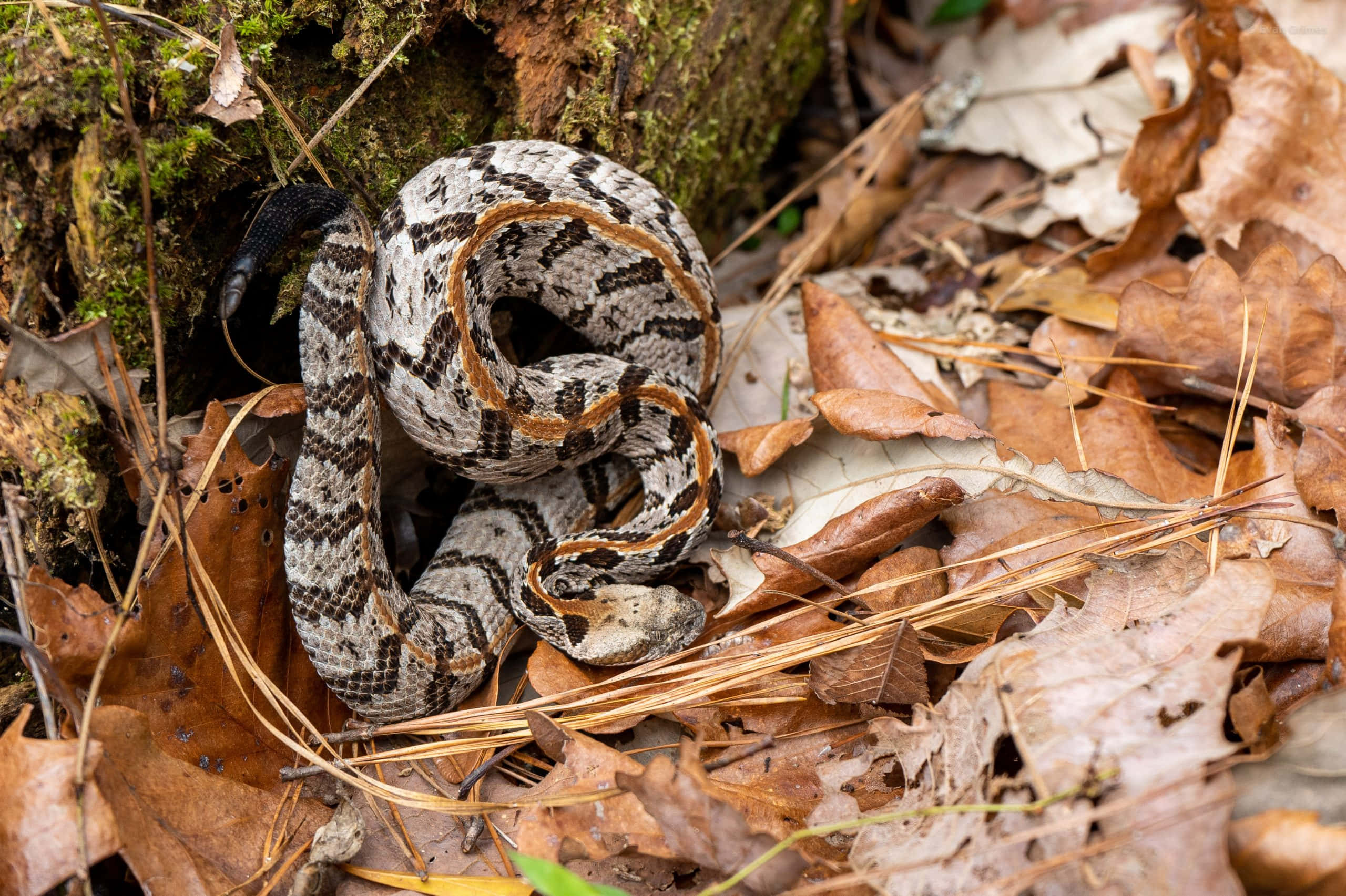 coiled rattlesnake, brown and gray patterned scales, dry autumn leaves, 2K Desktop Wallpaper