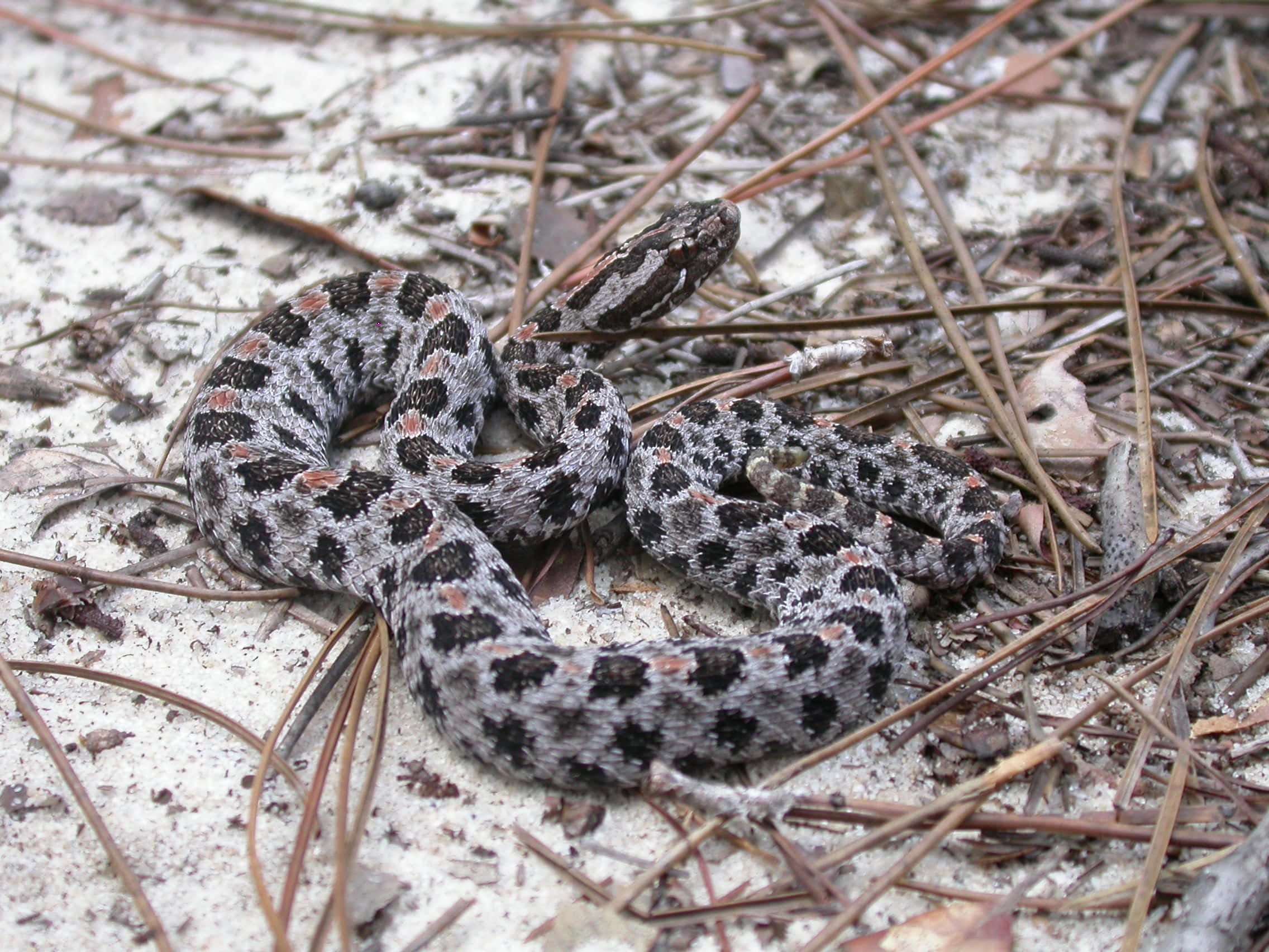 rattlesnake, black and gray patterned scales, dry pine needles, Full HD Desktop Wallpaper