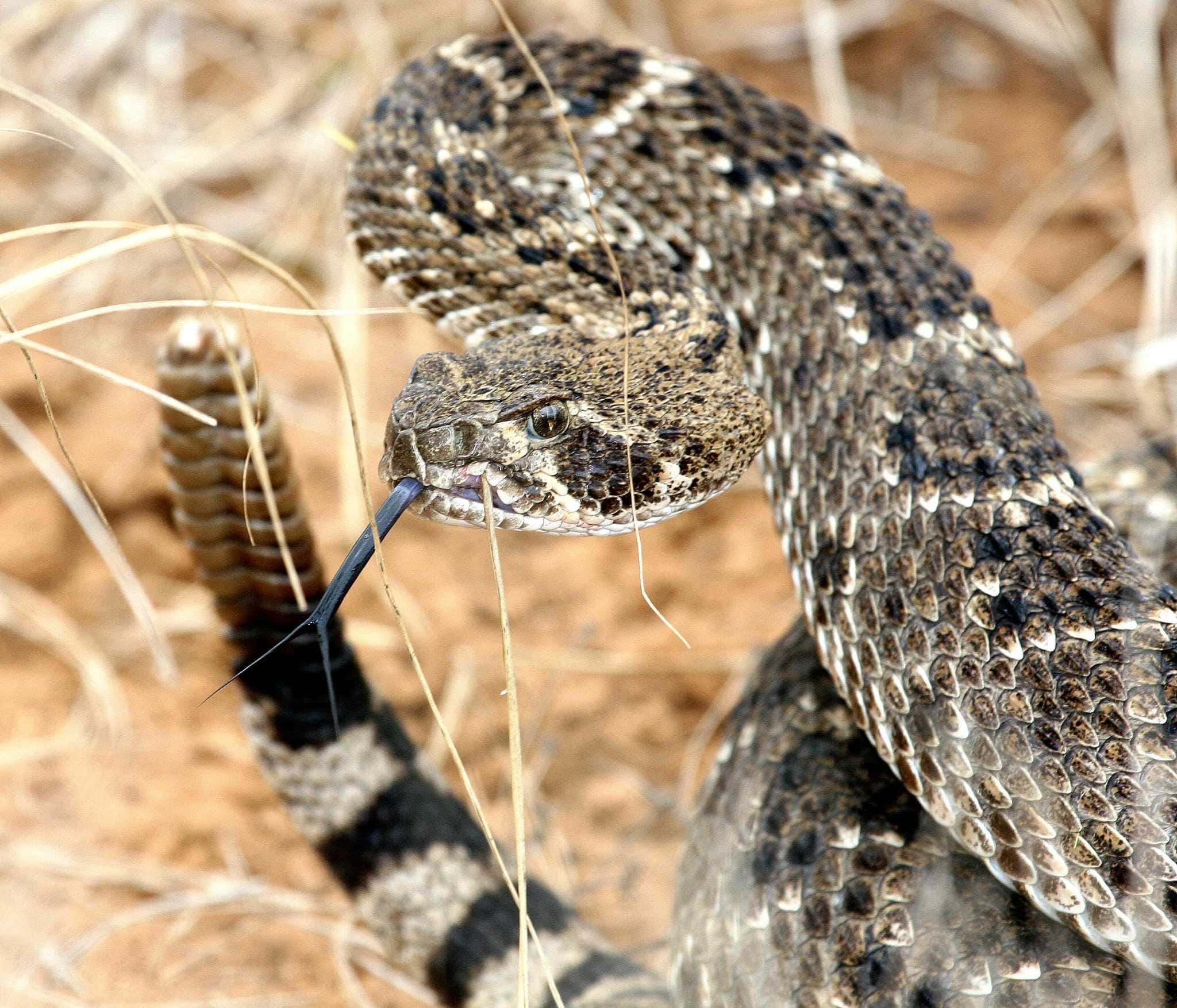 coiled rattlesnake, black-tipped tail, flicks its tongue, Full HD Desktop Wallpaper