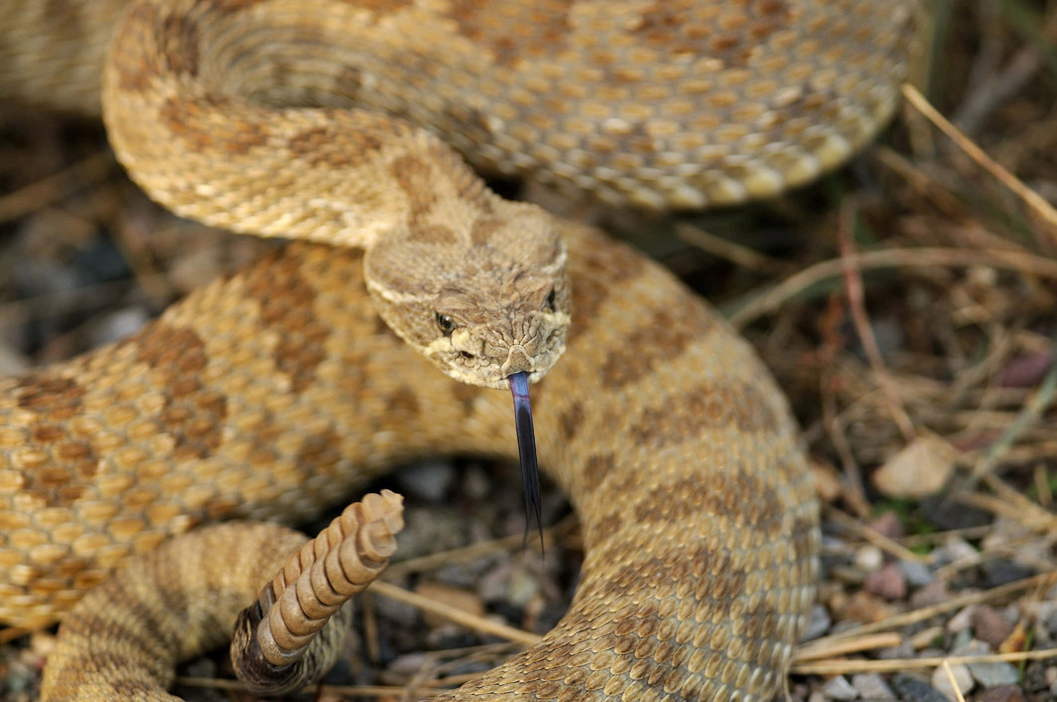 coiled rattlesnake, flicking tongue, textured scales, Full HD Desktop Wallpaper