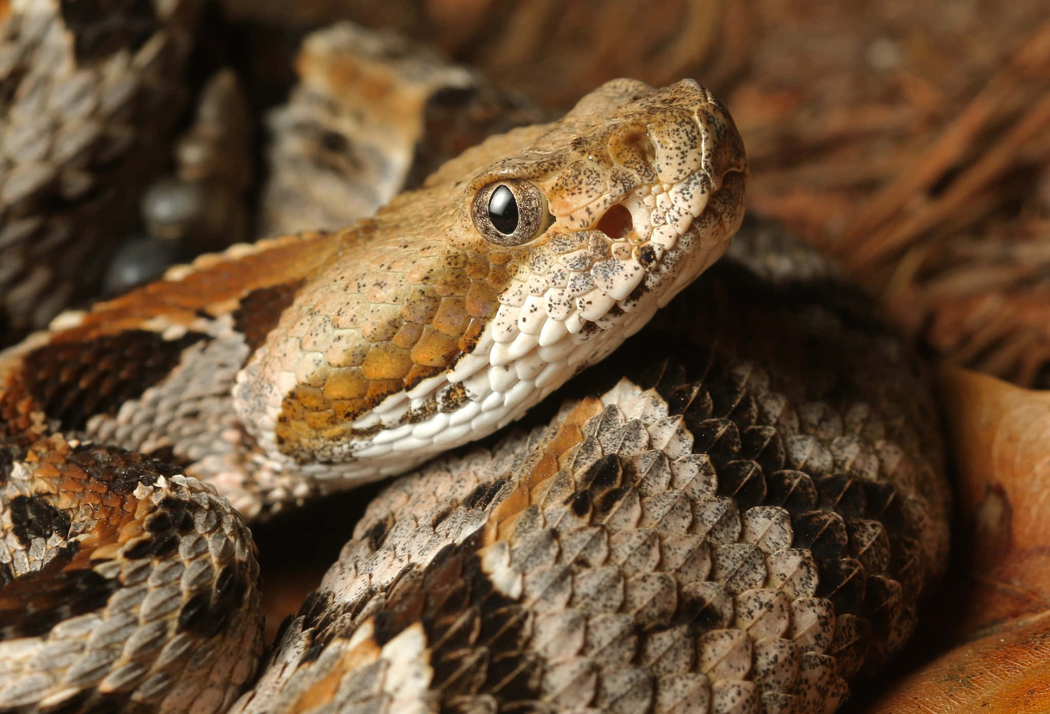 rattlesnake, coiled rattlesnake, detailed scales, Full HD Desktop Wallpaper