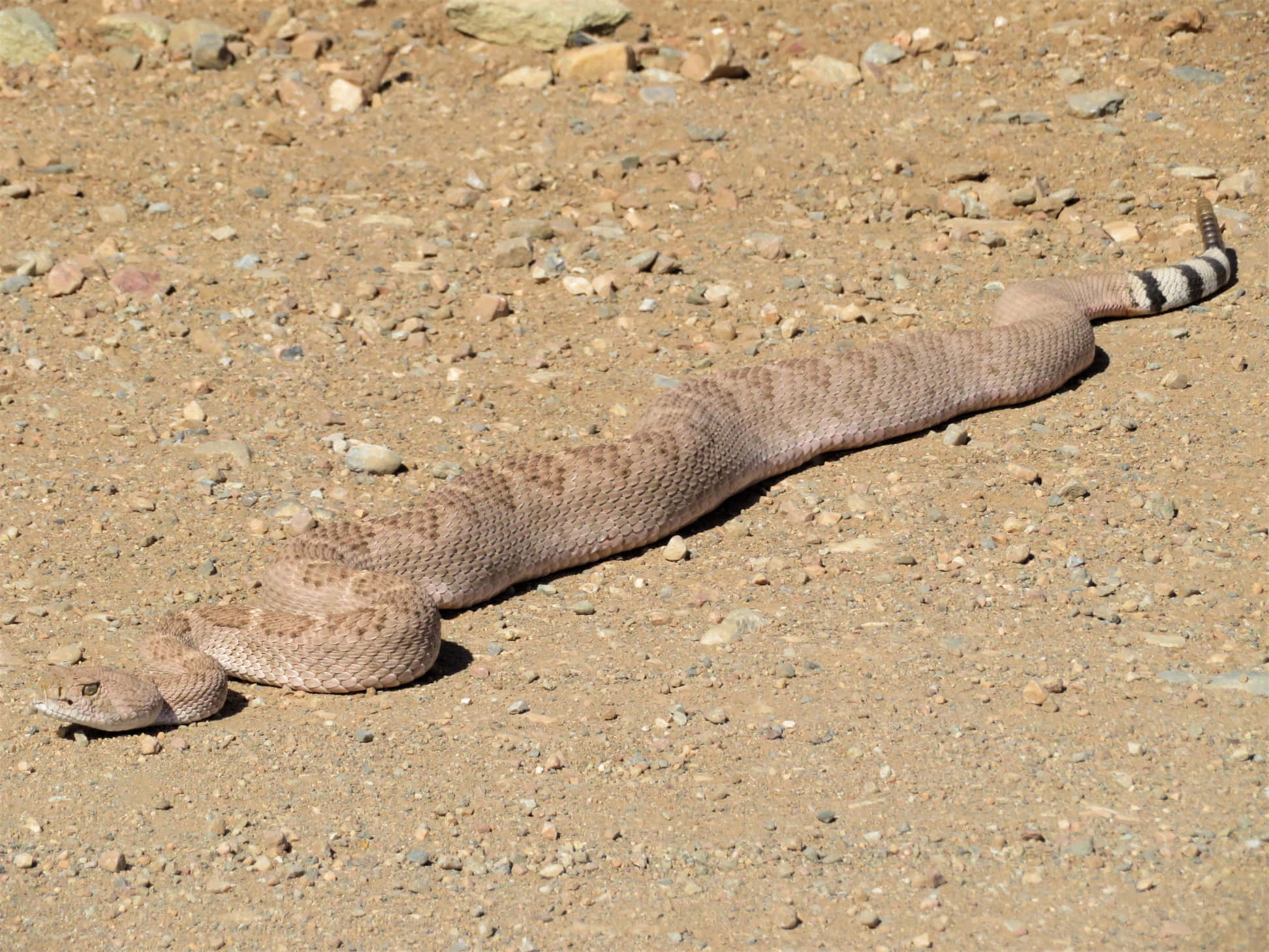 rattlesnake, desert terrain, sunlit gravel terrain, Full HD Desktop Wallpaper