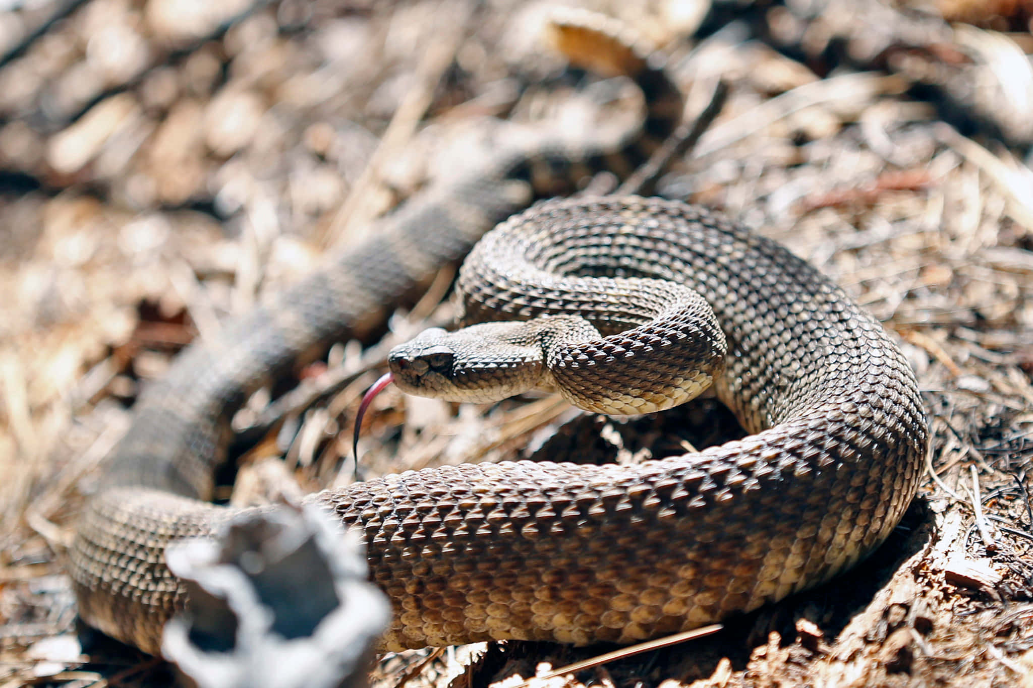 coiled rattlesnake, natural habitat, dry earth, Full HD Desktop Wallpaper