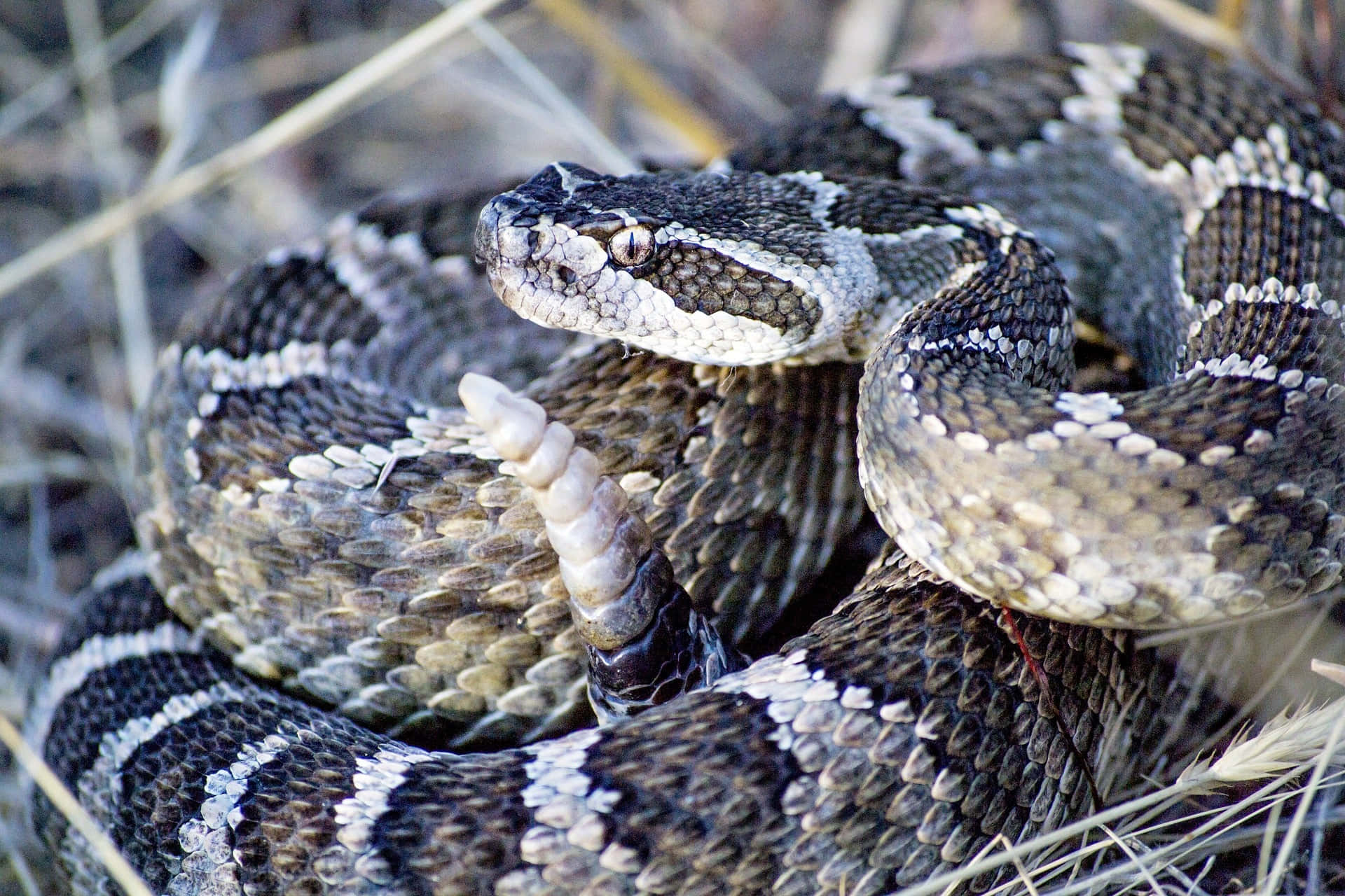coiled rattlesnake, black and white patterned scales, dry grasses, Full HD Desktop Wallpaper