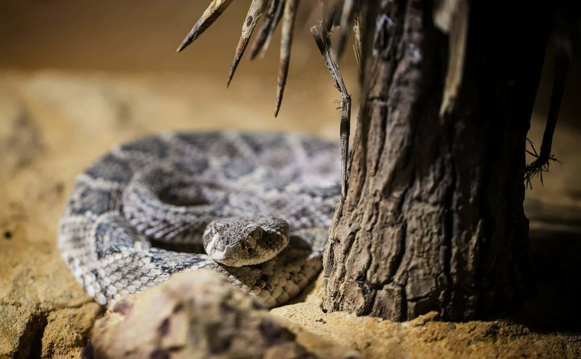 coiled rattlesnake, sandy terrain, weathered tree trunk, Full HD Desktop Wallpaper
