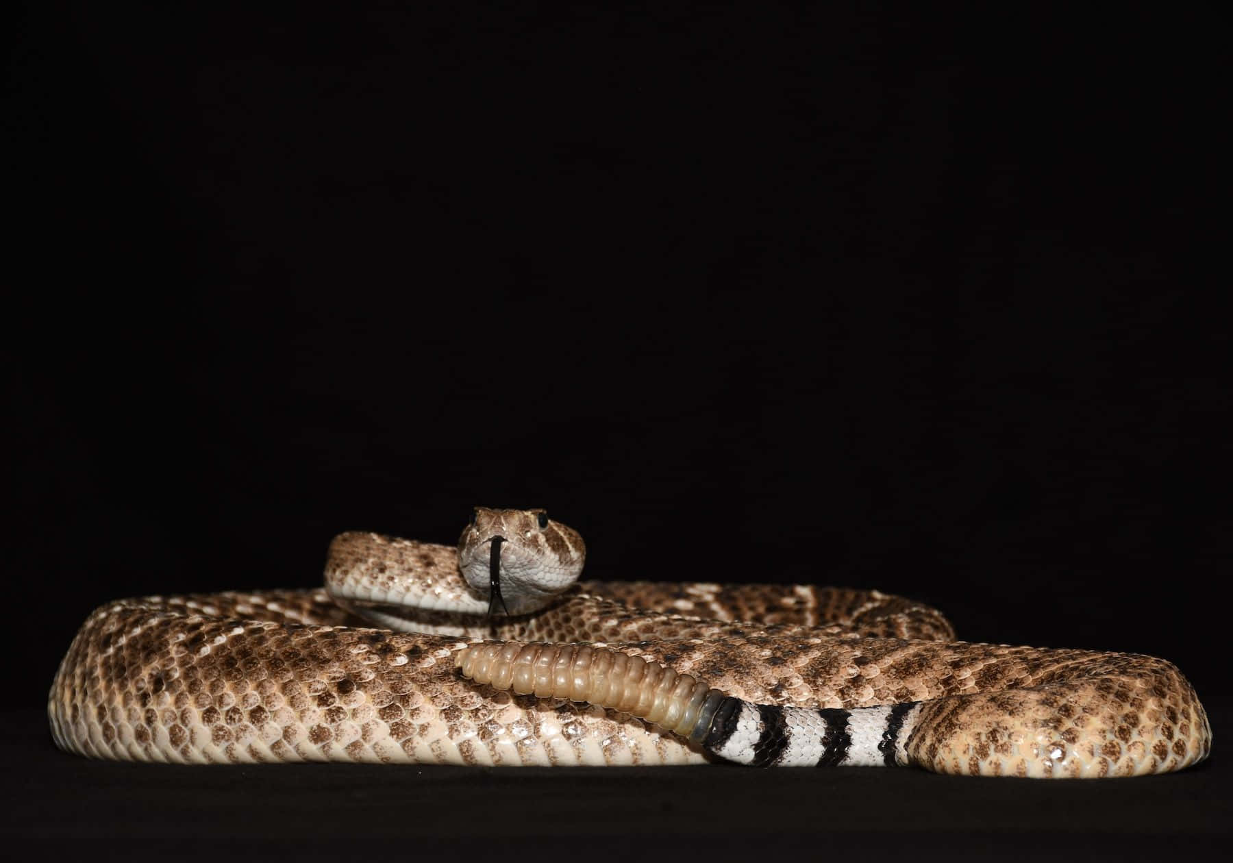 coiled rattlesnake, brown and tan body, black and white rattle, HD Desktop Wallpaper