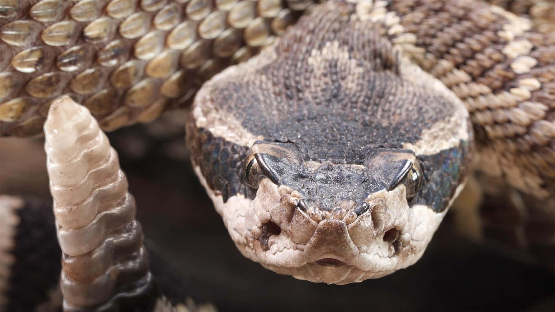 rattlesnake, rattle, scales, Full HD Desktop Wallpaper