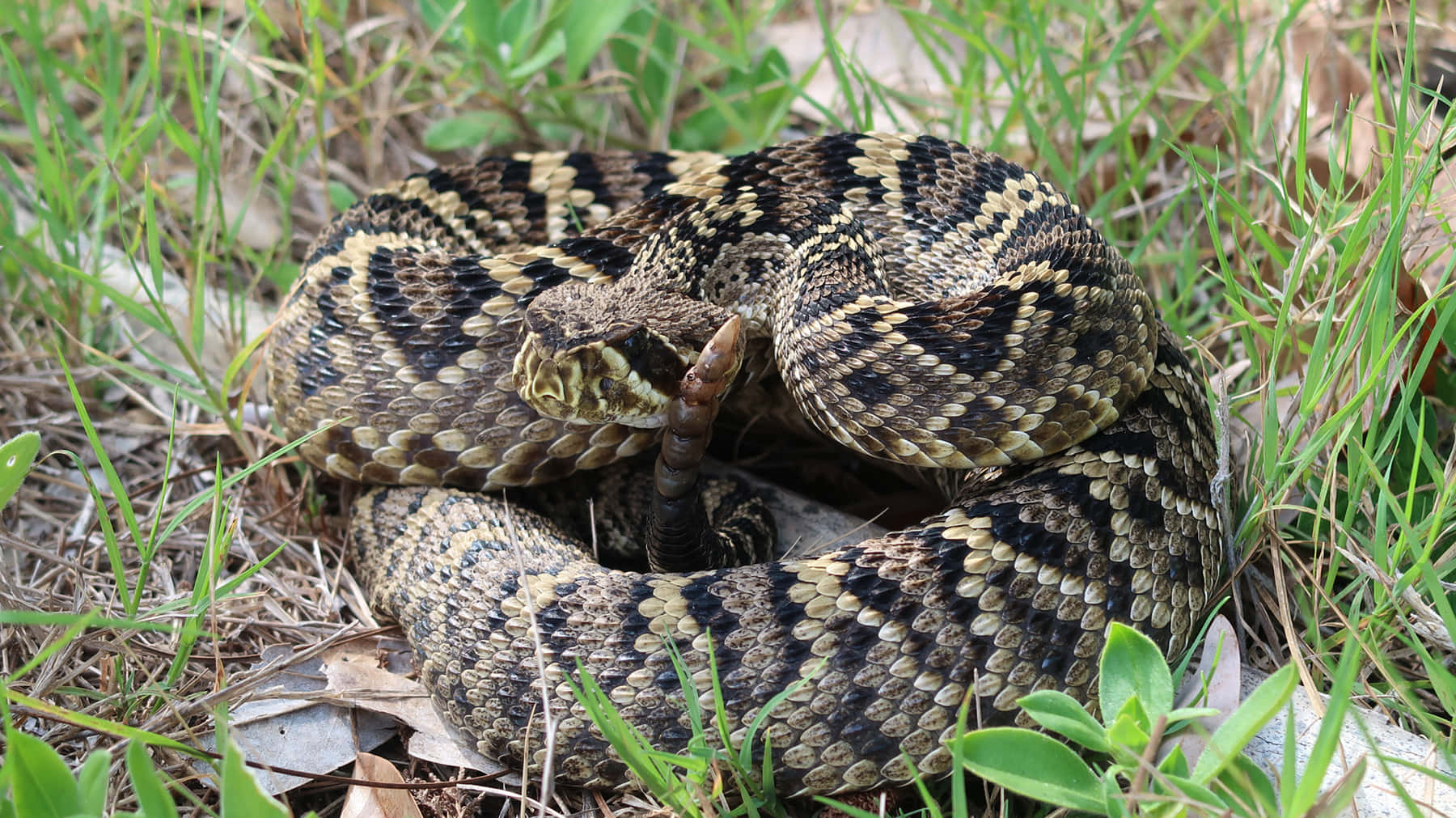 coiled rattlesnake, natural habitat, sunlit grass, HD Desktop Wallpaper