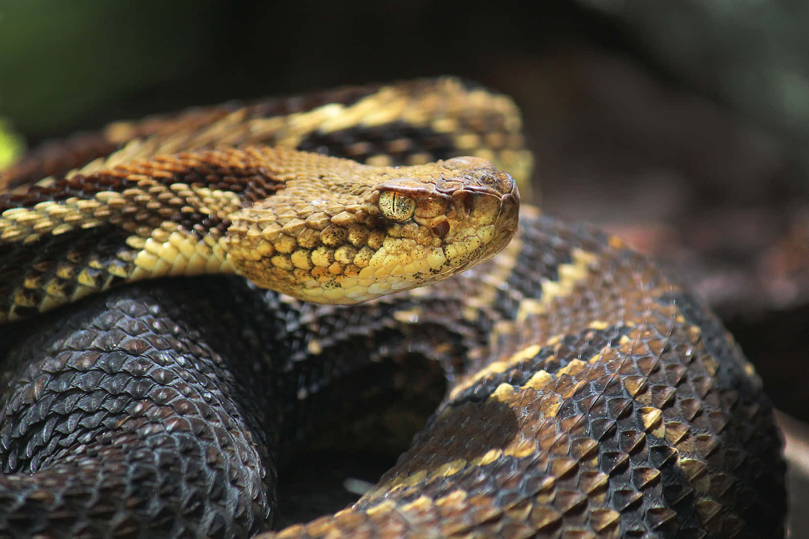 rattlesnake, coiled, venomous snake, HD Desktop Wallpaper