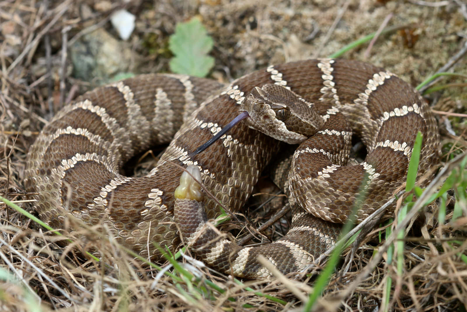 coiled rattlesnake, brown and cream diamond patterns, dry grass, HD Desktop Wallpaper
