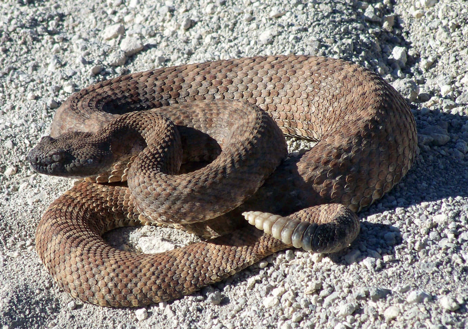 coiled rattlesnake, rocky ground, sunlit gravel, HD Desktop Wallpaper