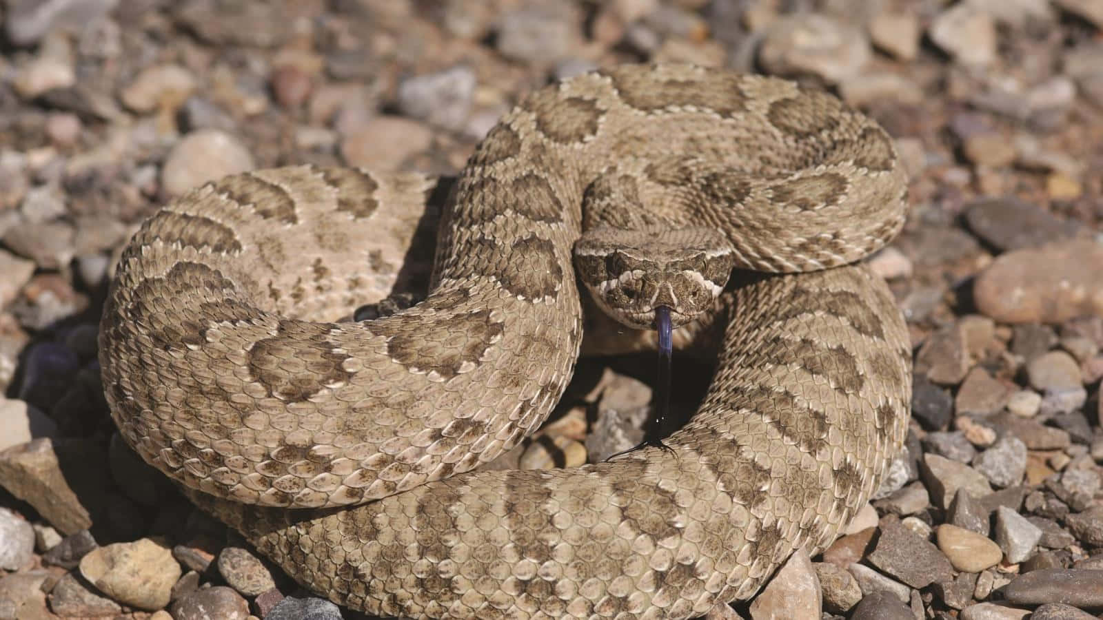 coiled rattlesnake, patterned scales, flicking tongue, HD Desktop Wallpaper