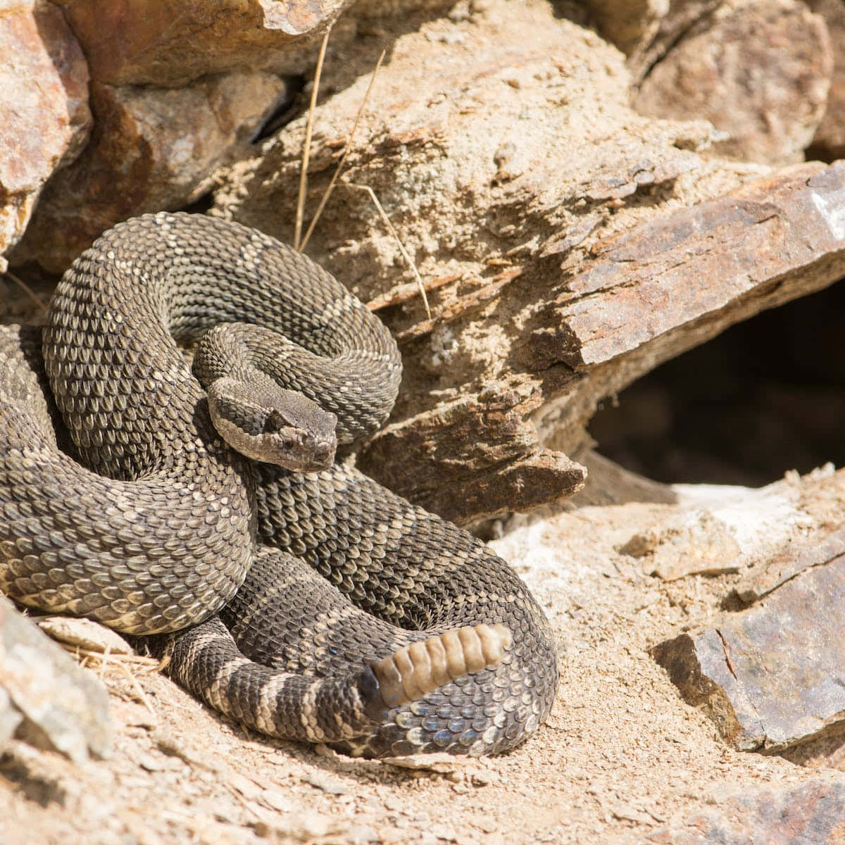 coiled rattlesnake, rocky terrain, sunlit, SD Desktop Wallpaper