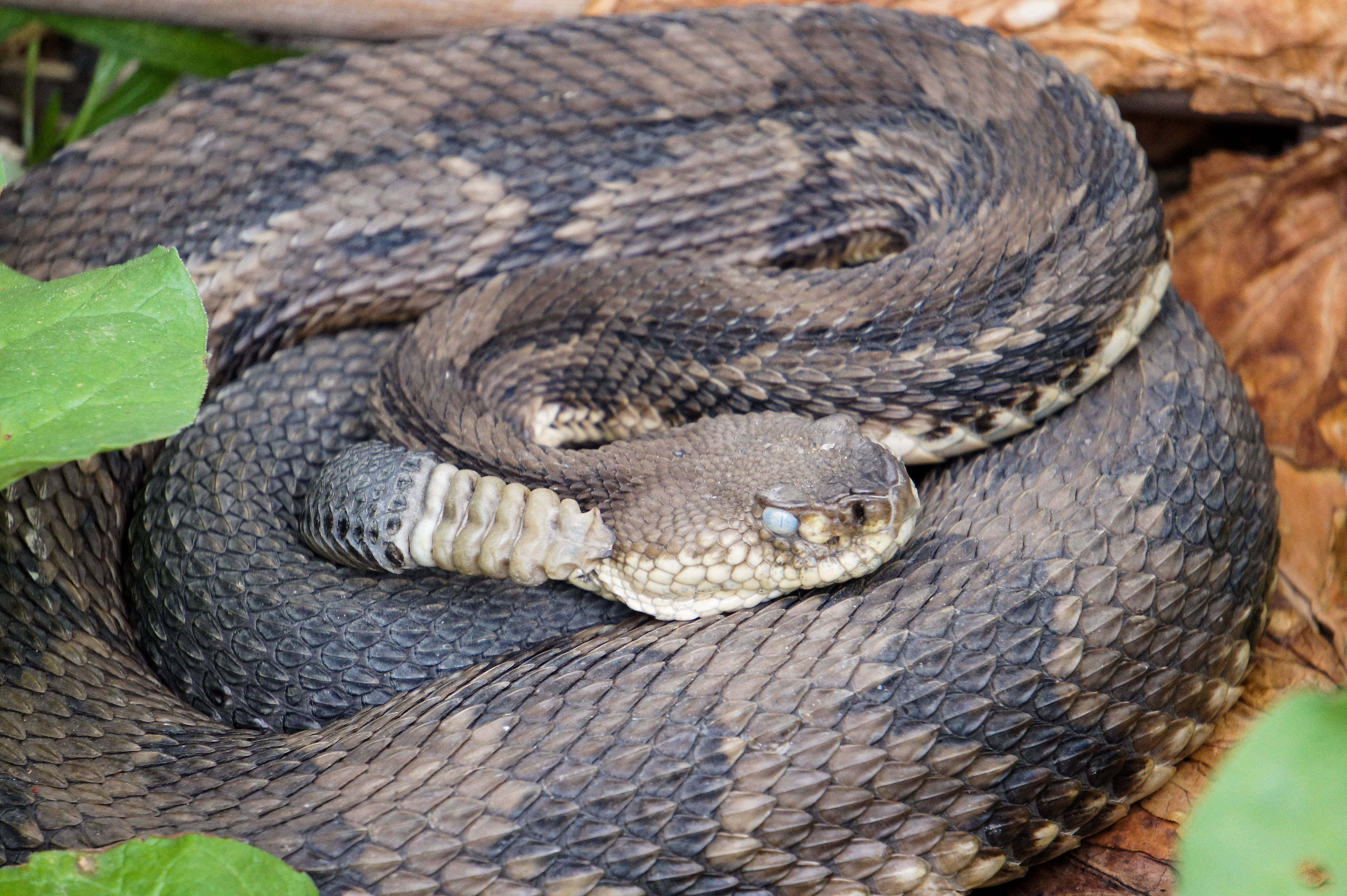 Common Timber Rattler, rattlesnake, patterned scales, 4K Desktop Wallpaper