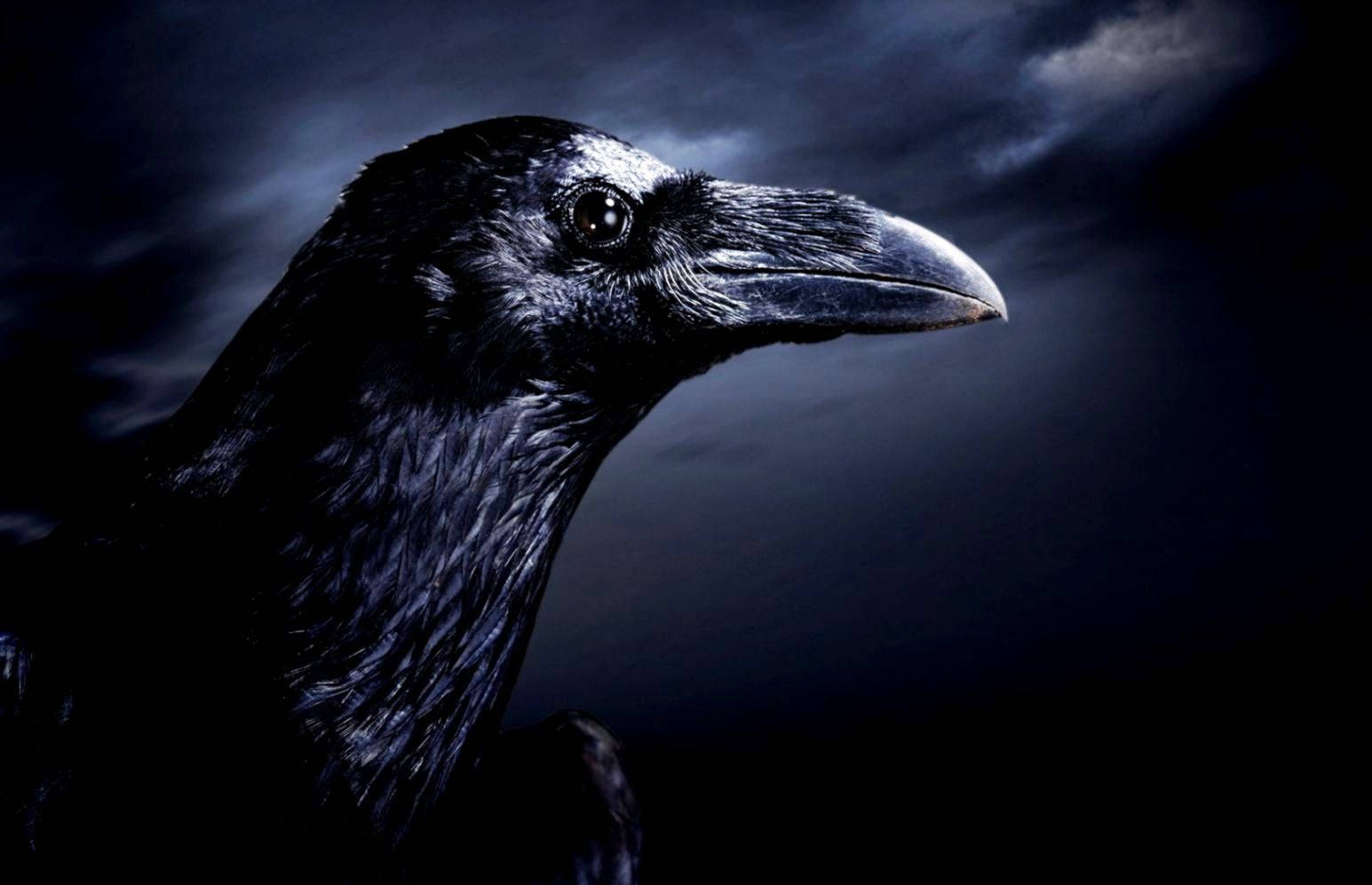 Raven, black raven, dark stormy sky, HD Desktop Wallpaper
