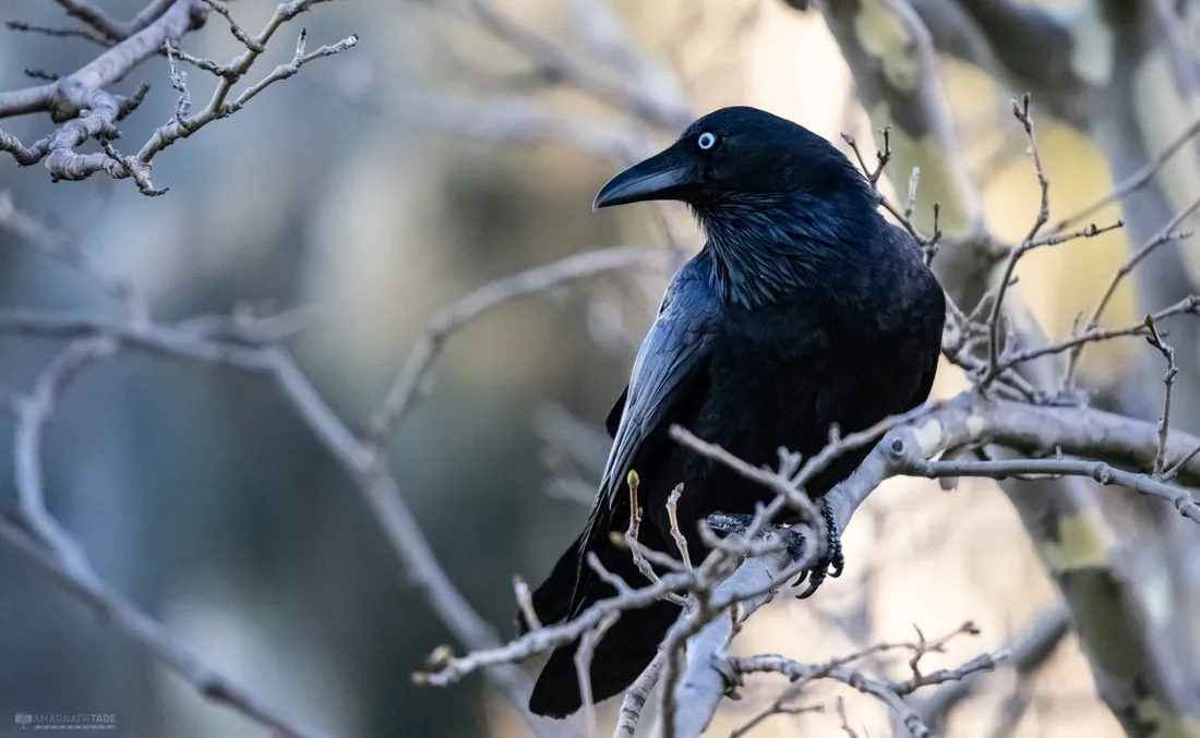 Raven
