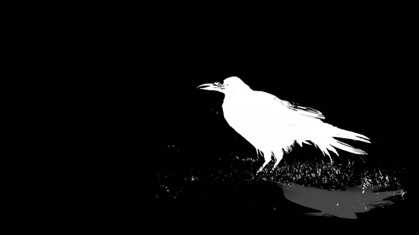 White Raven, crow, stark white silhouette, HD Desktop Wallpaper