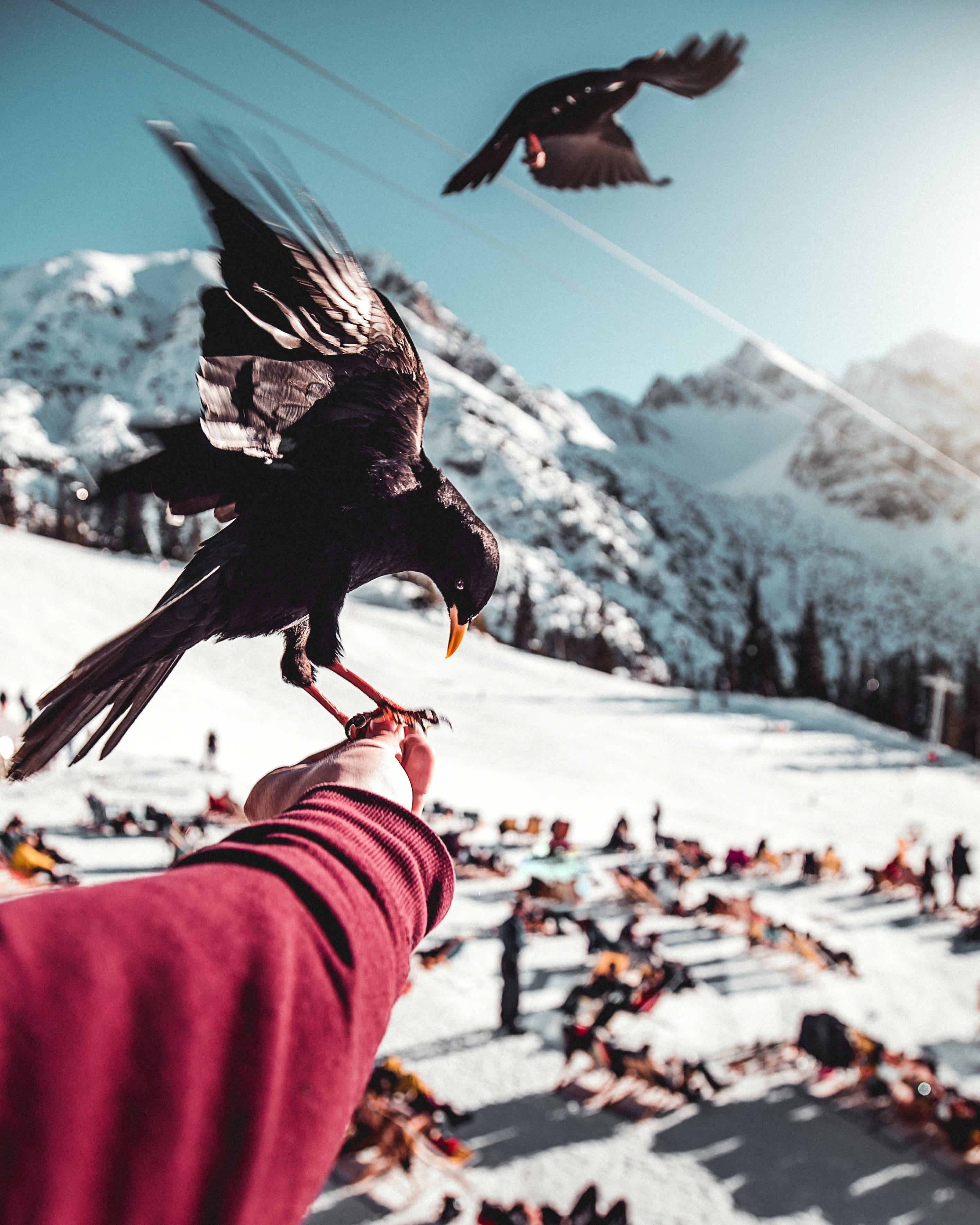 Raven, snow-capped mountains, clear blue sky, 2K Phone Wallpaper