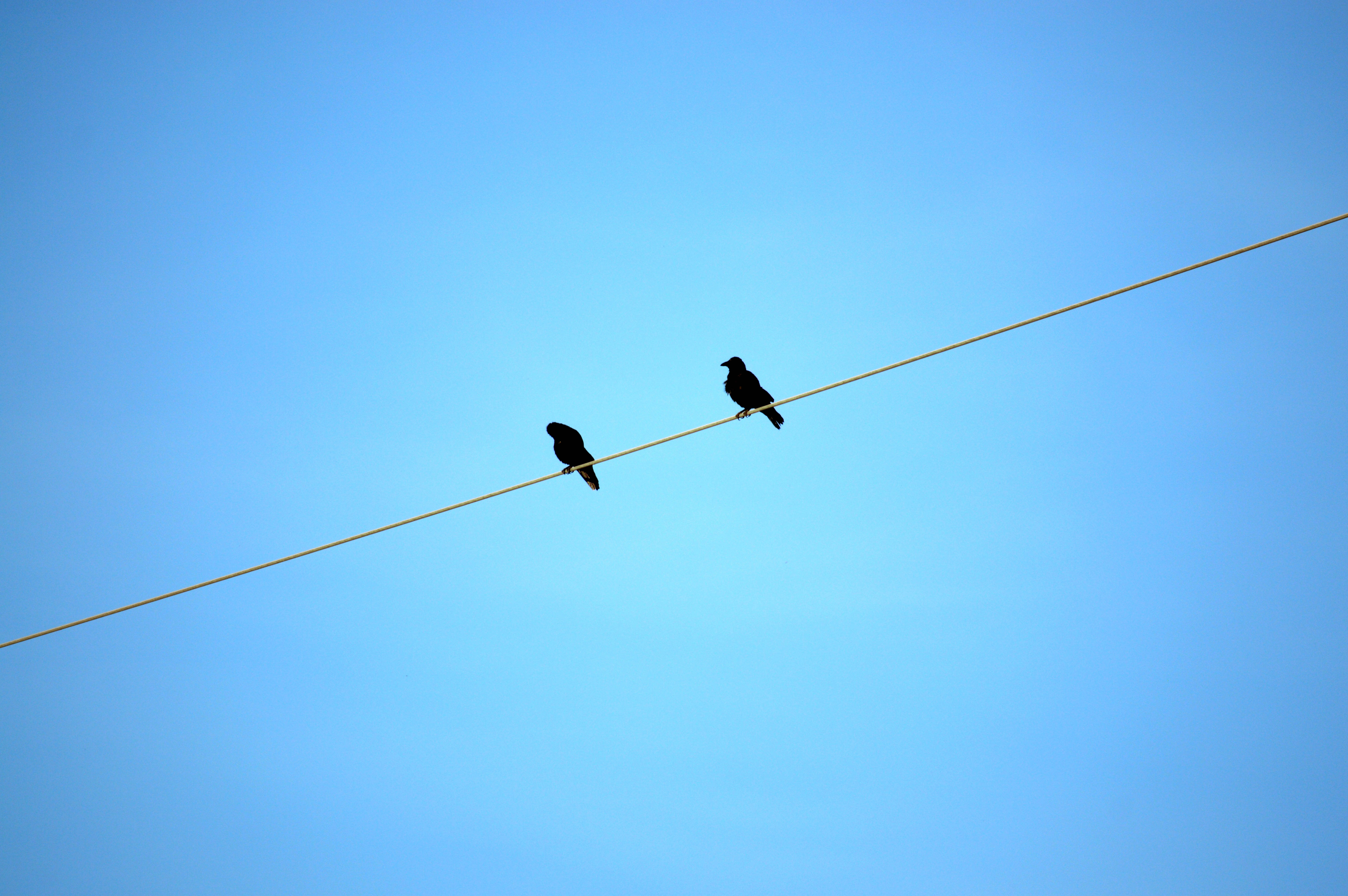 minimalist ravens, wire, black birds, 5K Desktop Wallpaper