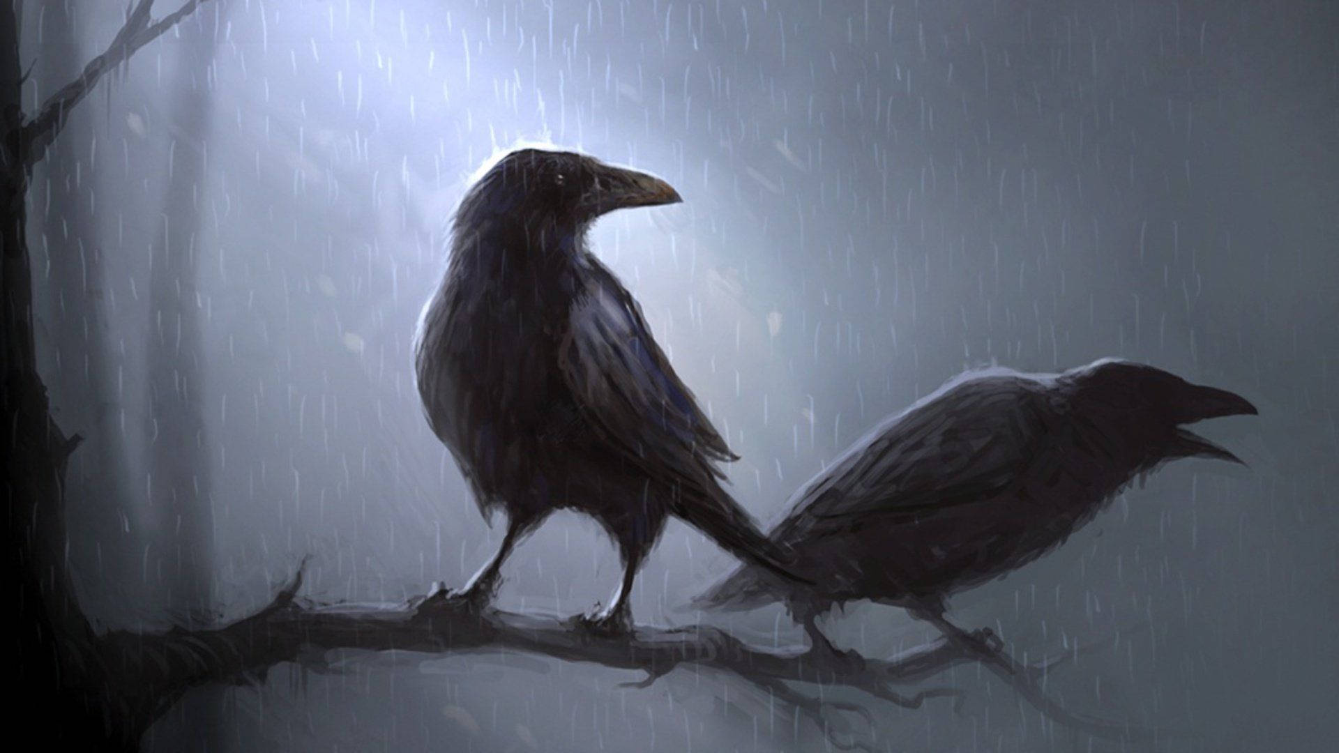ravens, bare branch, downpour, Full HD Desktop Wallpaper