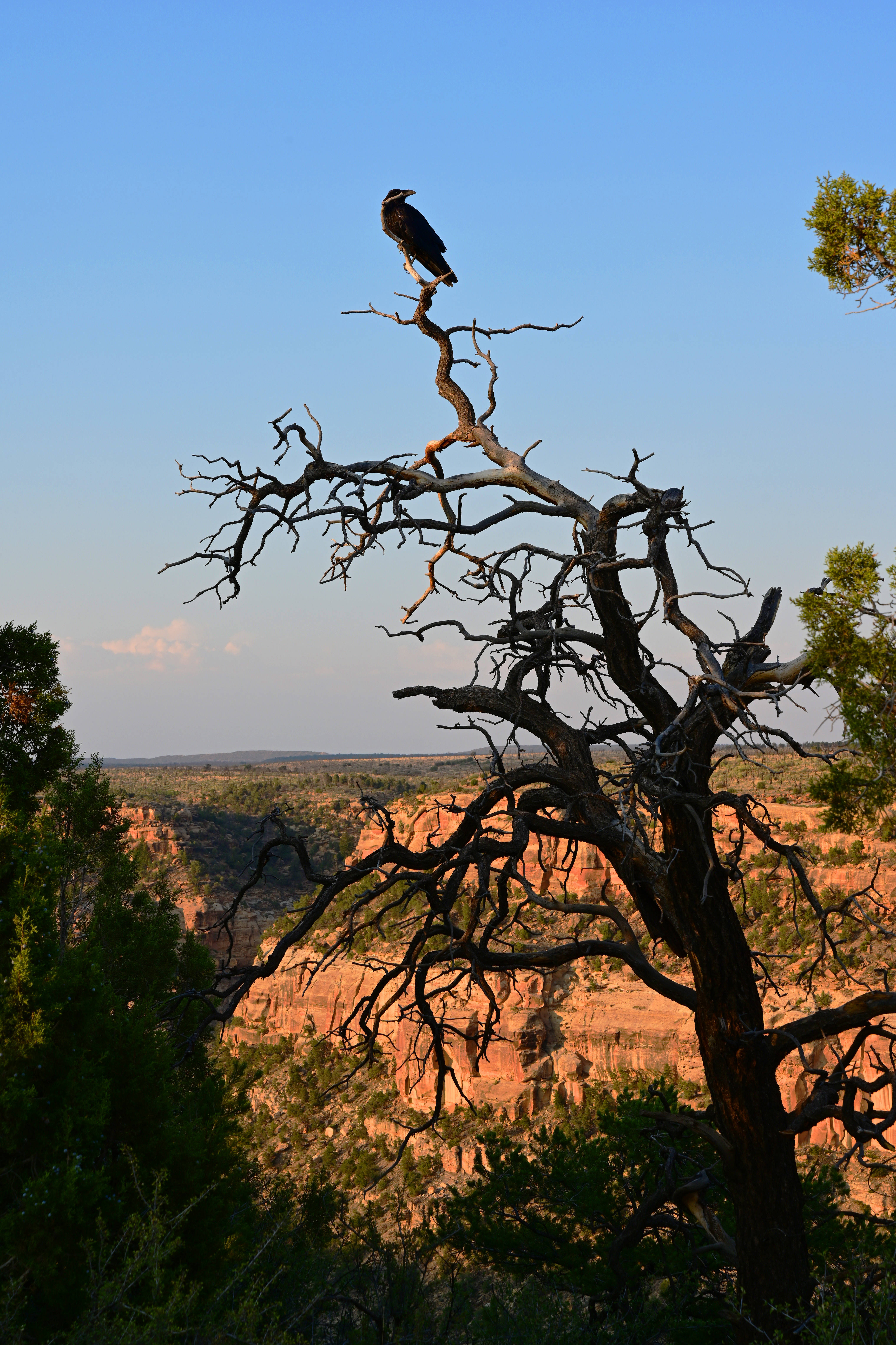 Raven, treetop mobile, red canyon, 5K Phone Wallpaper