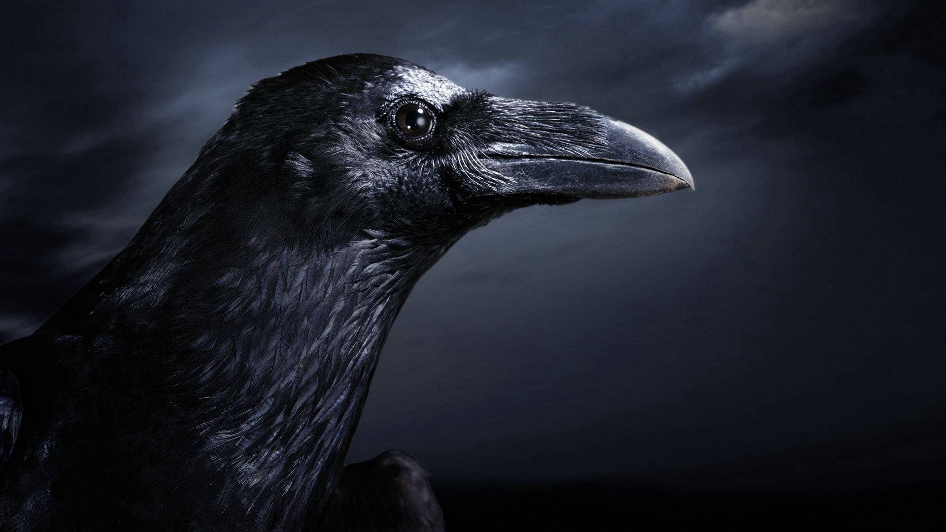 raven, dark stormy sky, glossy feathers, Full HD Desktop Wallpaper
