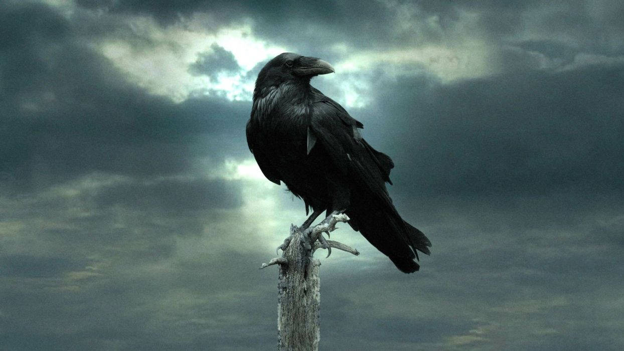 Raven, wood pole, weathered wooden post, SD Desktop Wallpaper