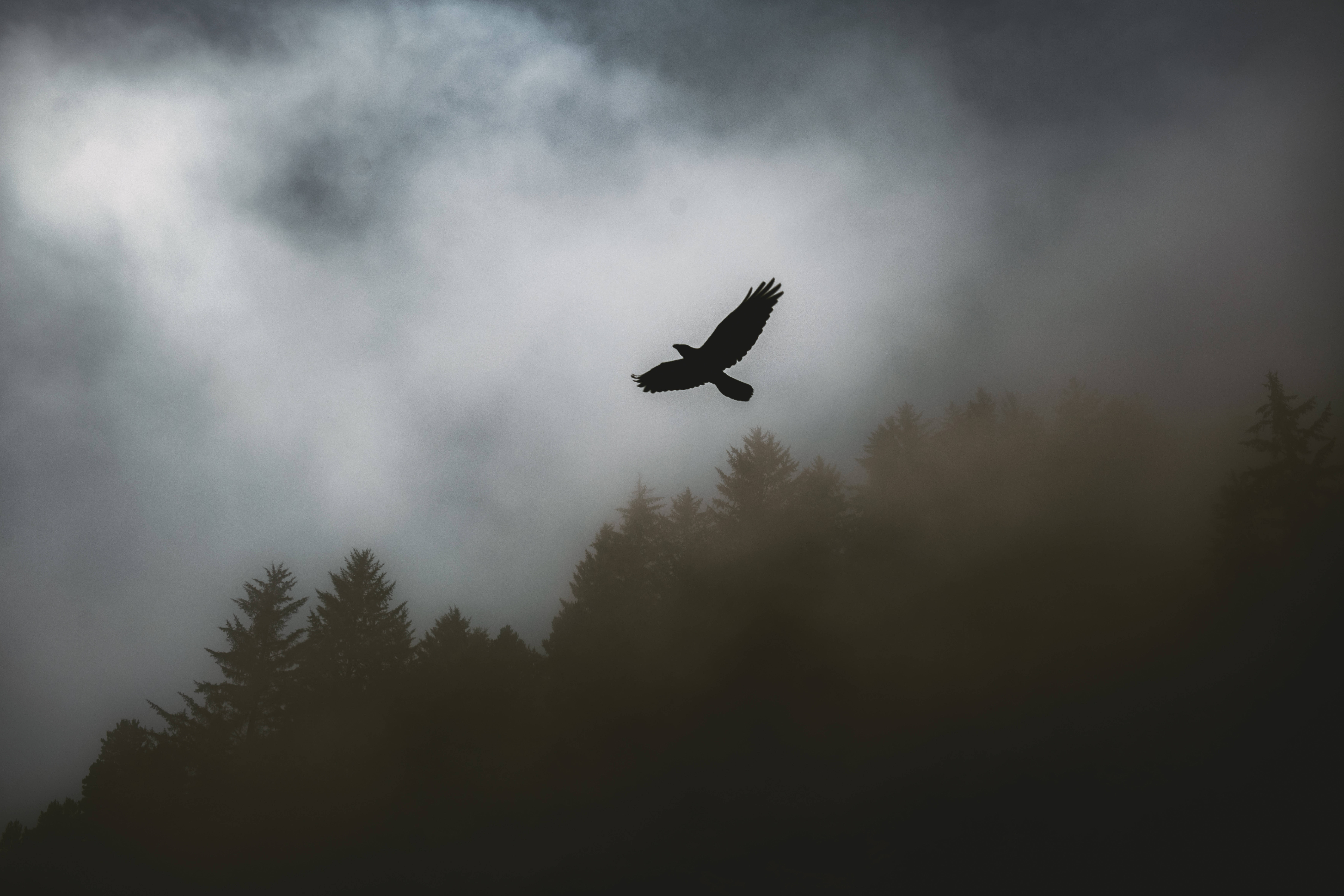 flying raven, fog, misty clouds, 8K Desktop Wallpaper