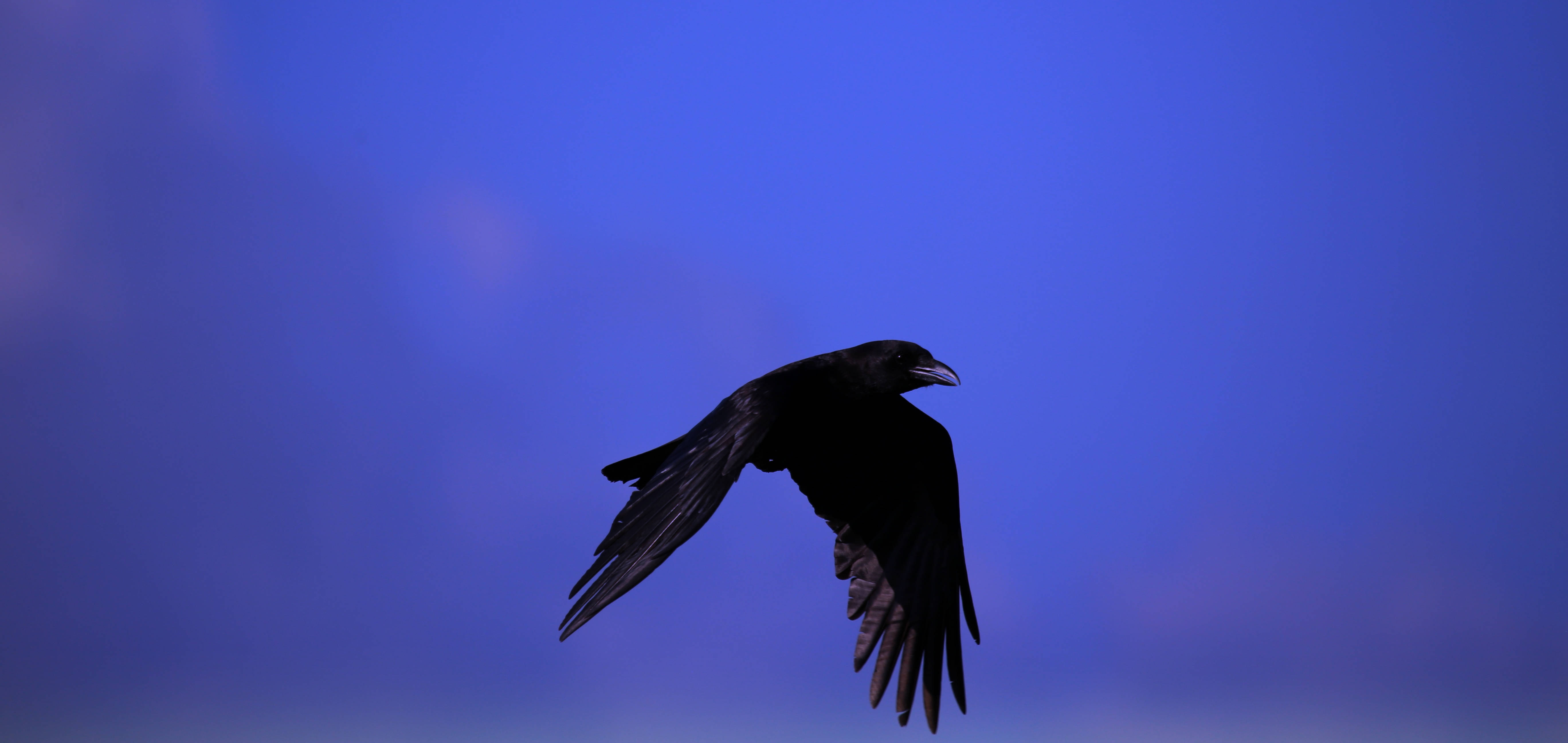 Raven, twilight sky, deep blue, 5K Desktop Wallpaper