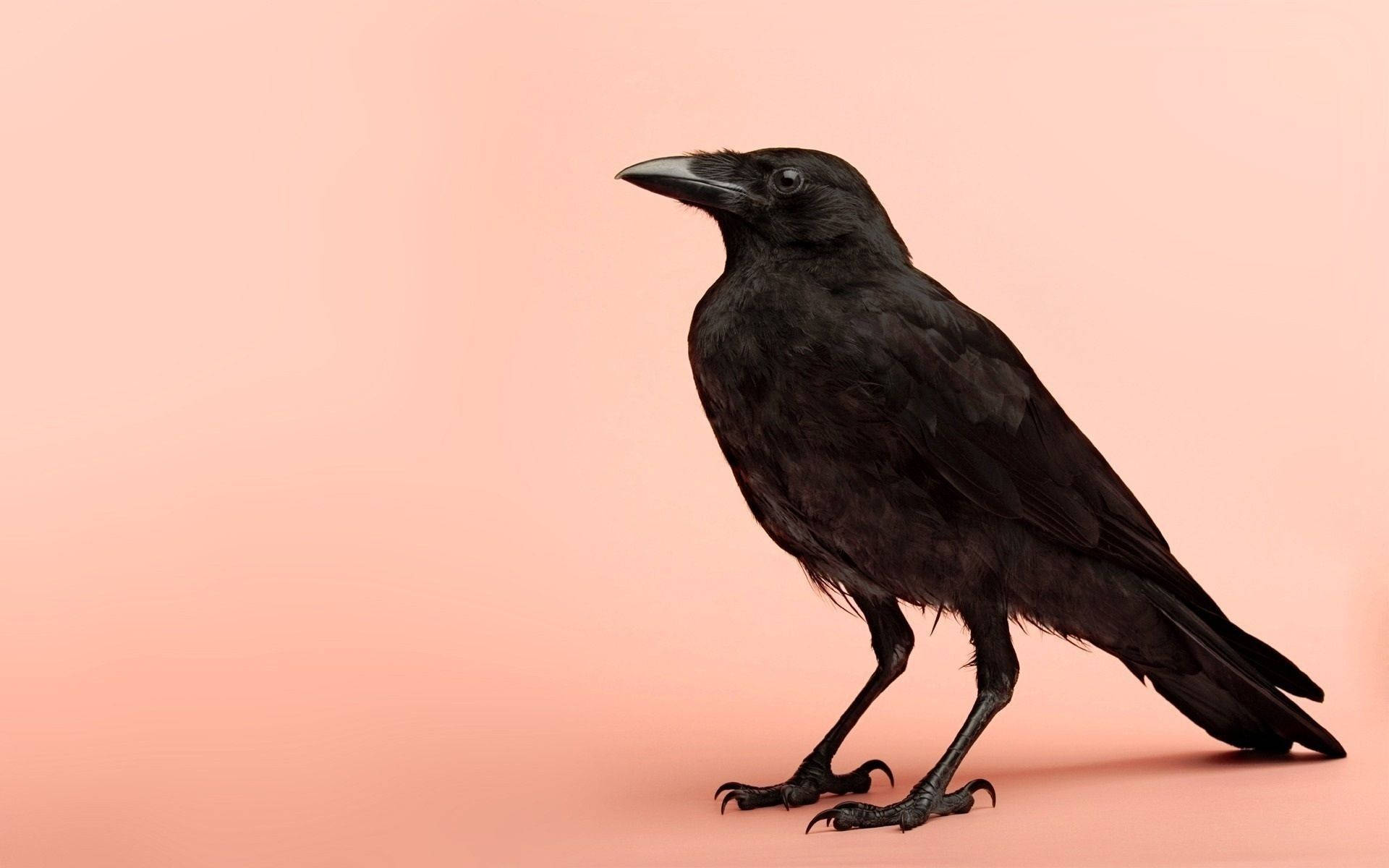 Raven, black crow, peach background, Full HD Desktop Wallpaper
