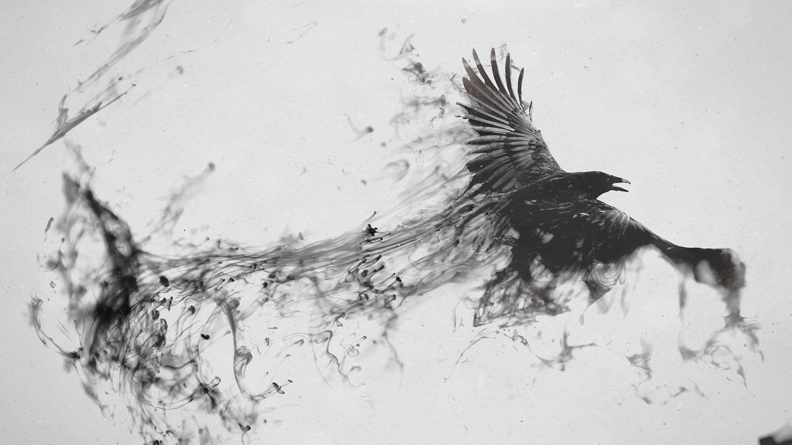 Raven, grey and white, ink-like splatters, 2K Desktop Wallpaper