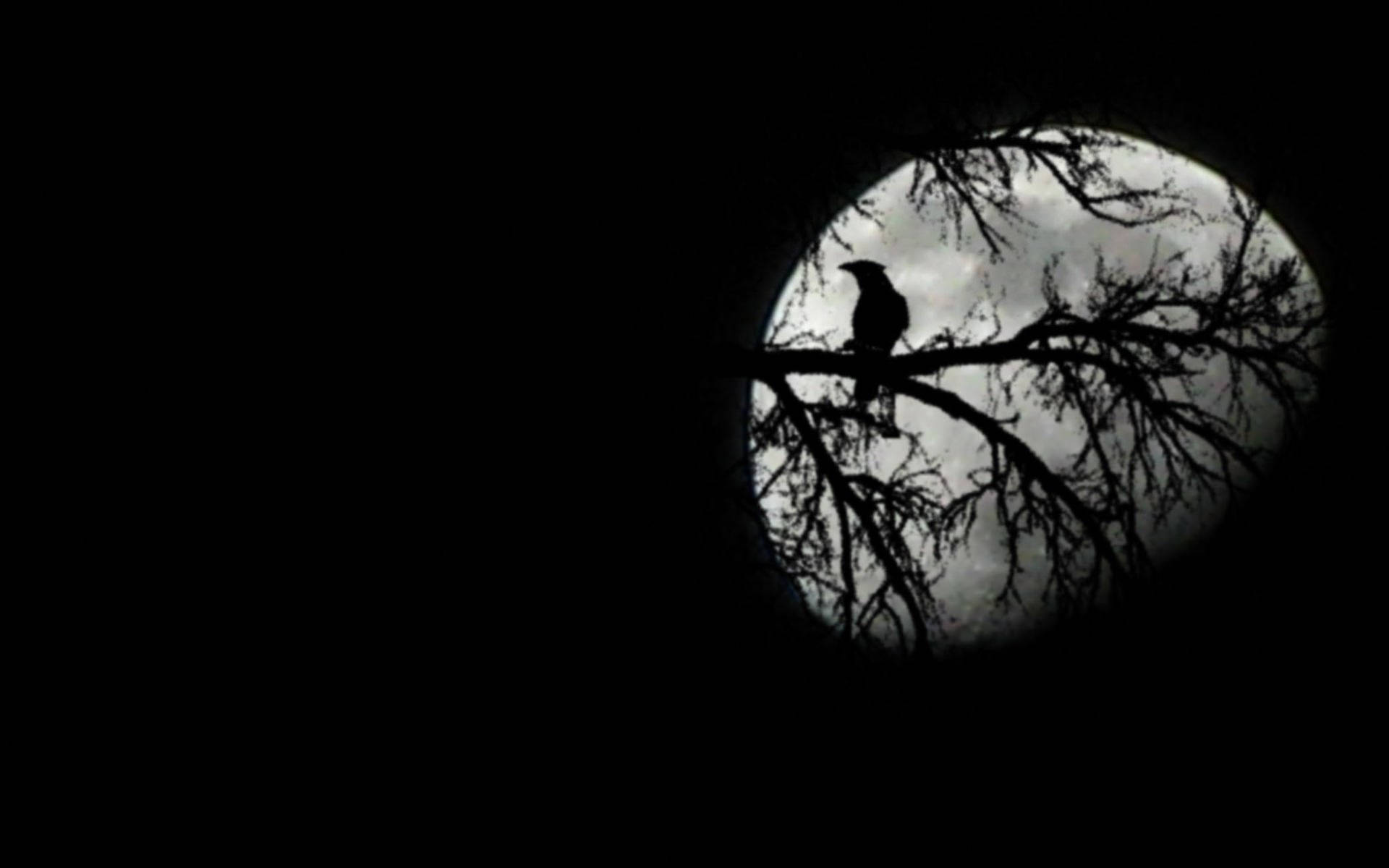 Raven, Moon, Night Sky, Full HD Desktop Wallpaper