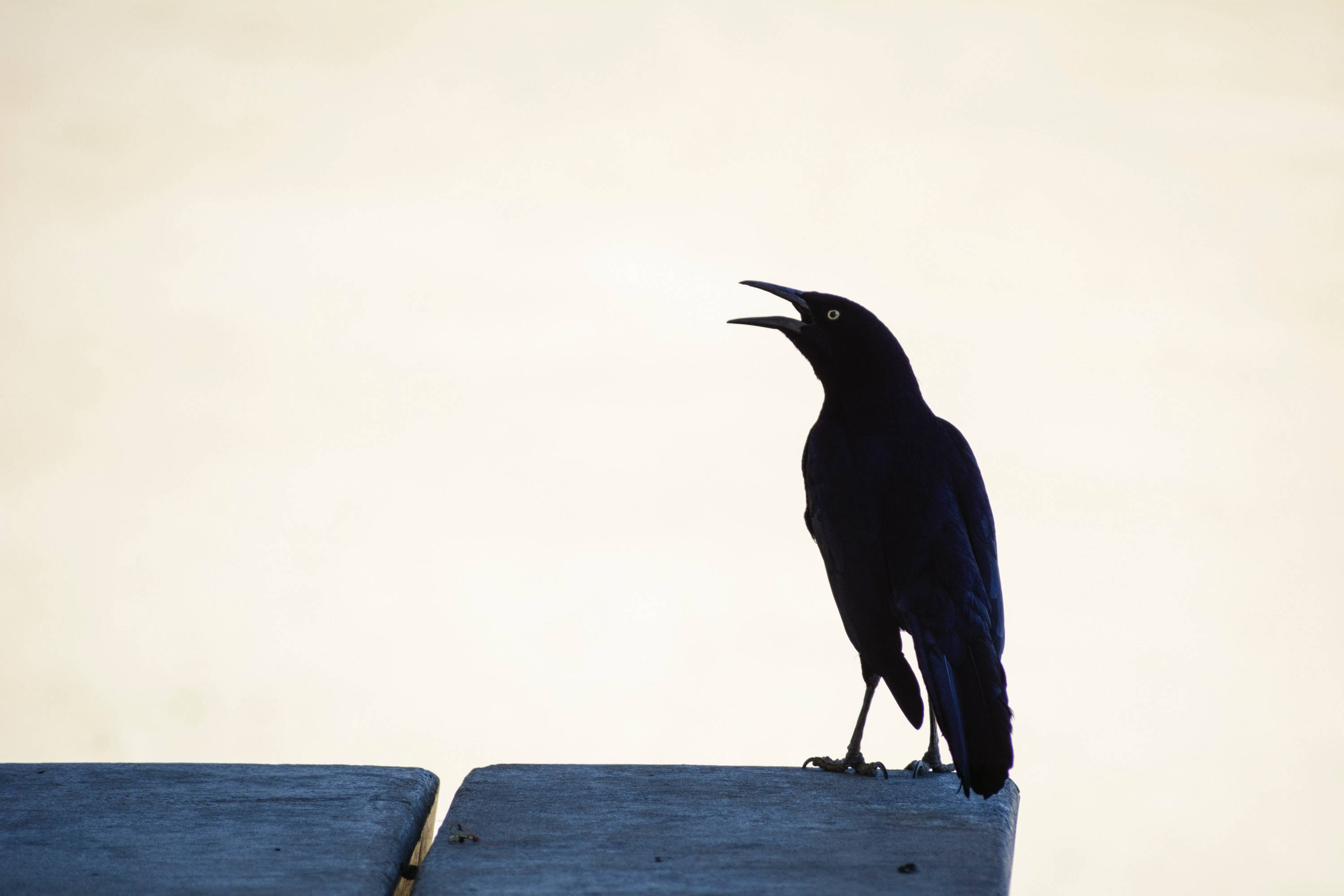 Raven Shadow HD, black bird, wooden surface, 2K Desktop Wallpaper