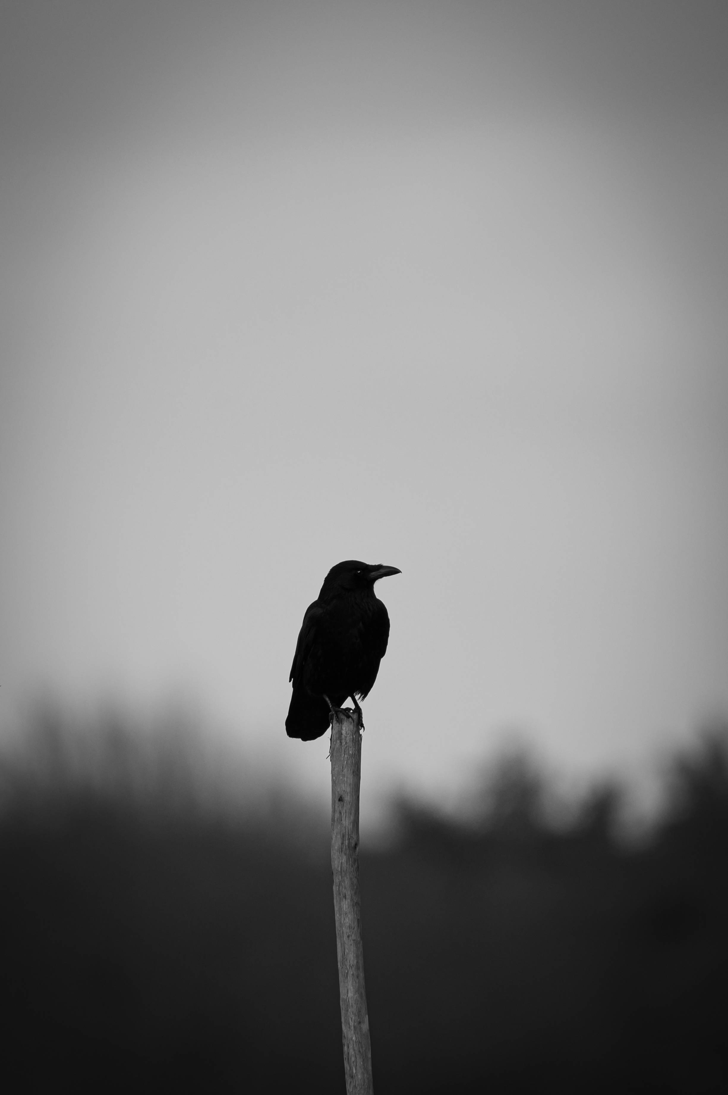 black crow, weathered wooden post, muted gray sky, 2K Phone Wallpaper