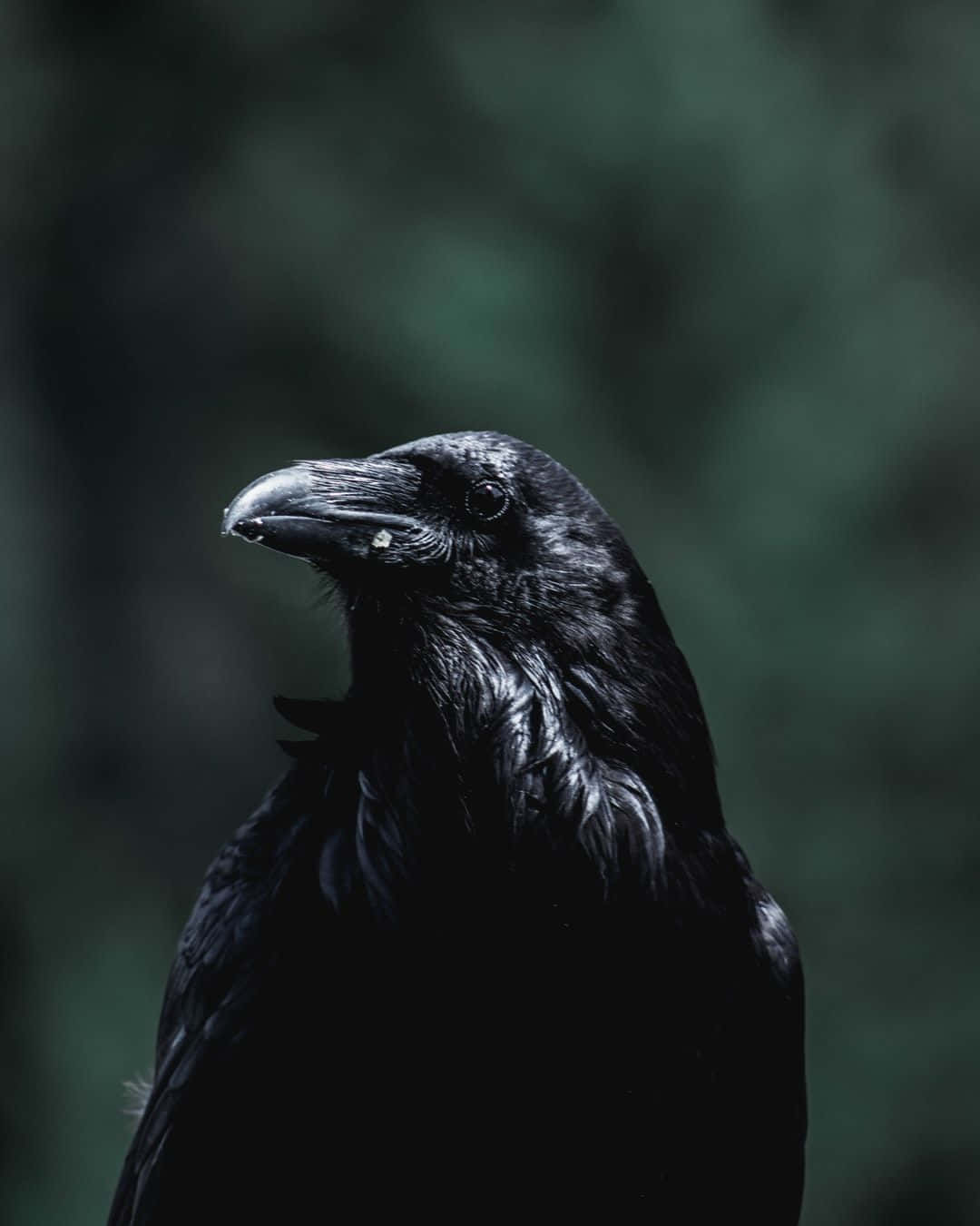 black raven, glossy black, sharp beak, HD Phone Wallpaper