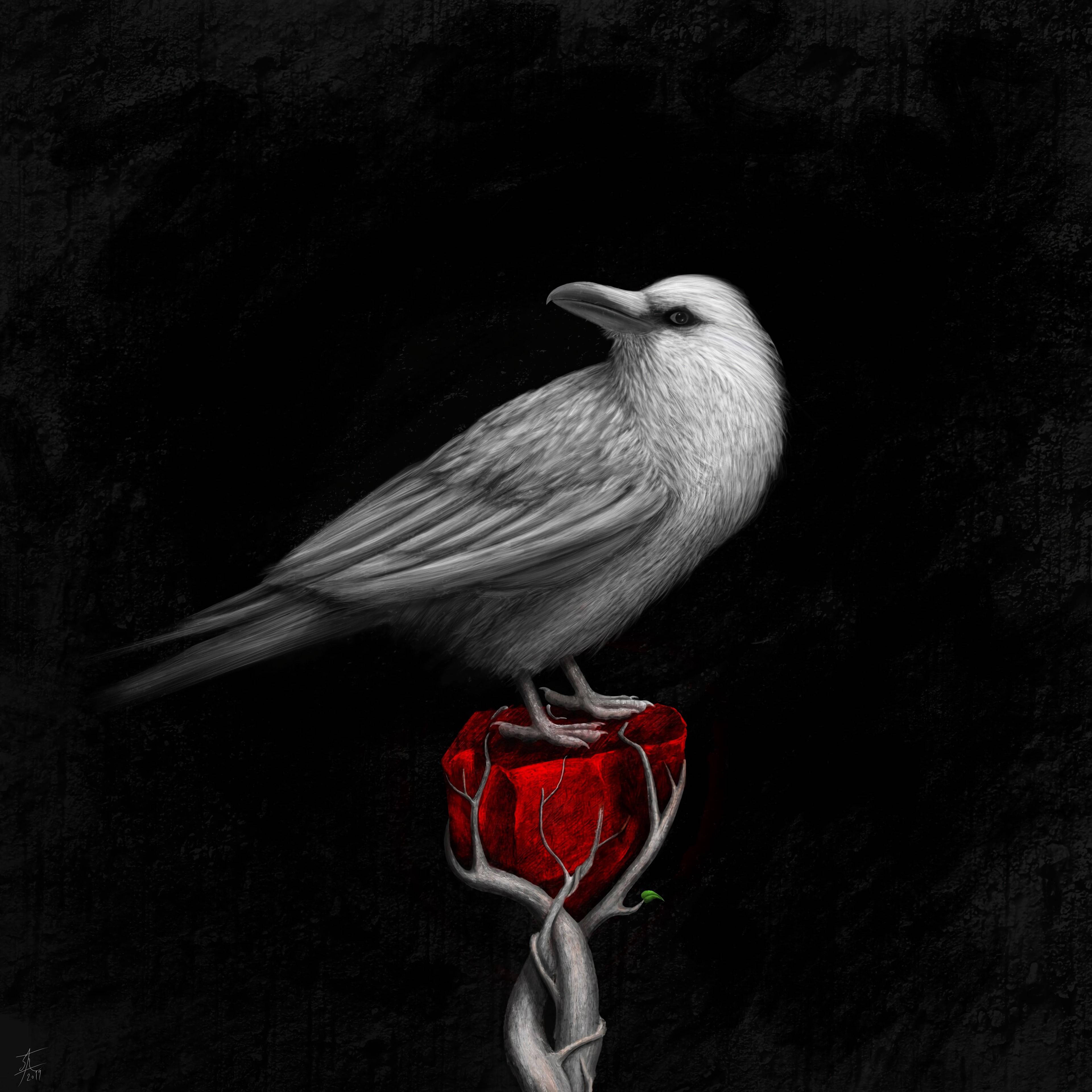white raven, vivid red rose, gnarled stem, 4K Desktop Wallpaper