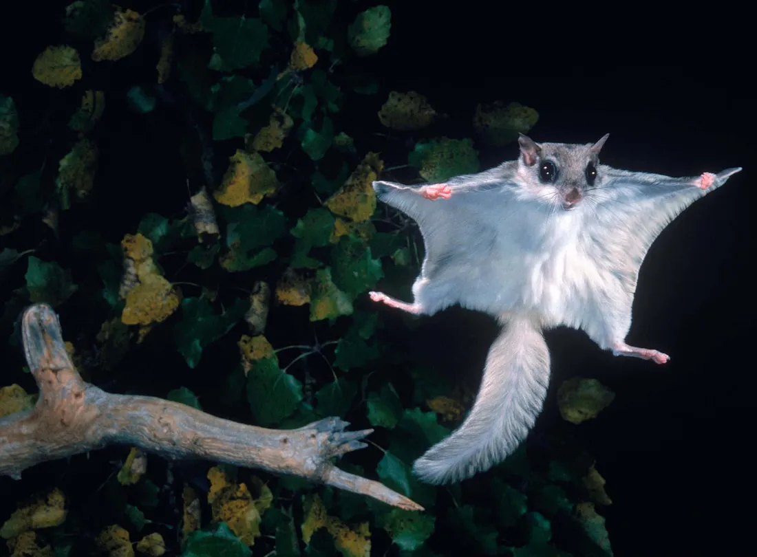 Ray The Flying Squirrel