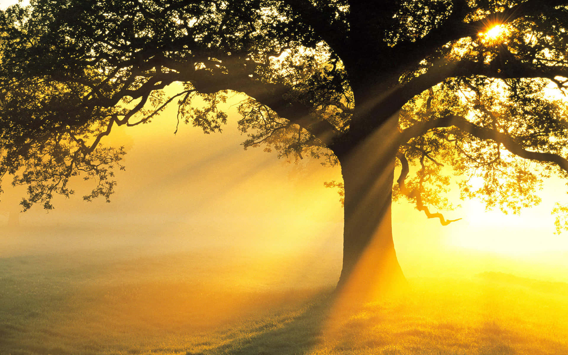 sun rays, golden sunrise, majestic tree, Full HD Desktop Wallpaper