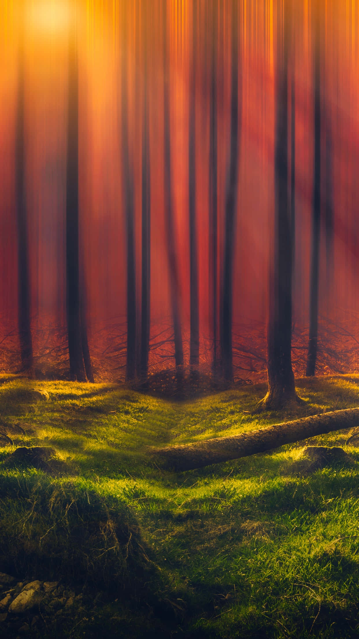orange sun rays, tall trees, mossy forest floor, Full HD Phone Wallpaper