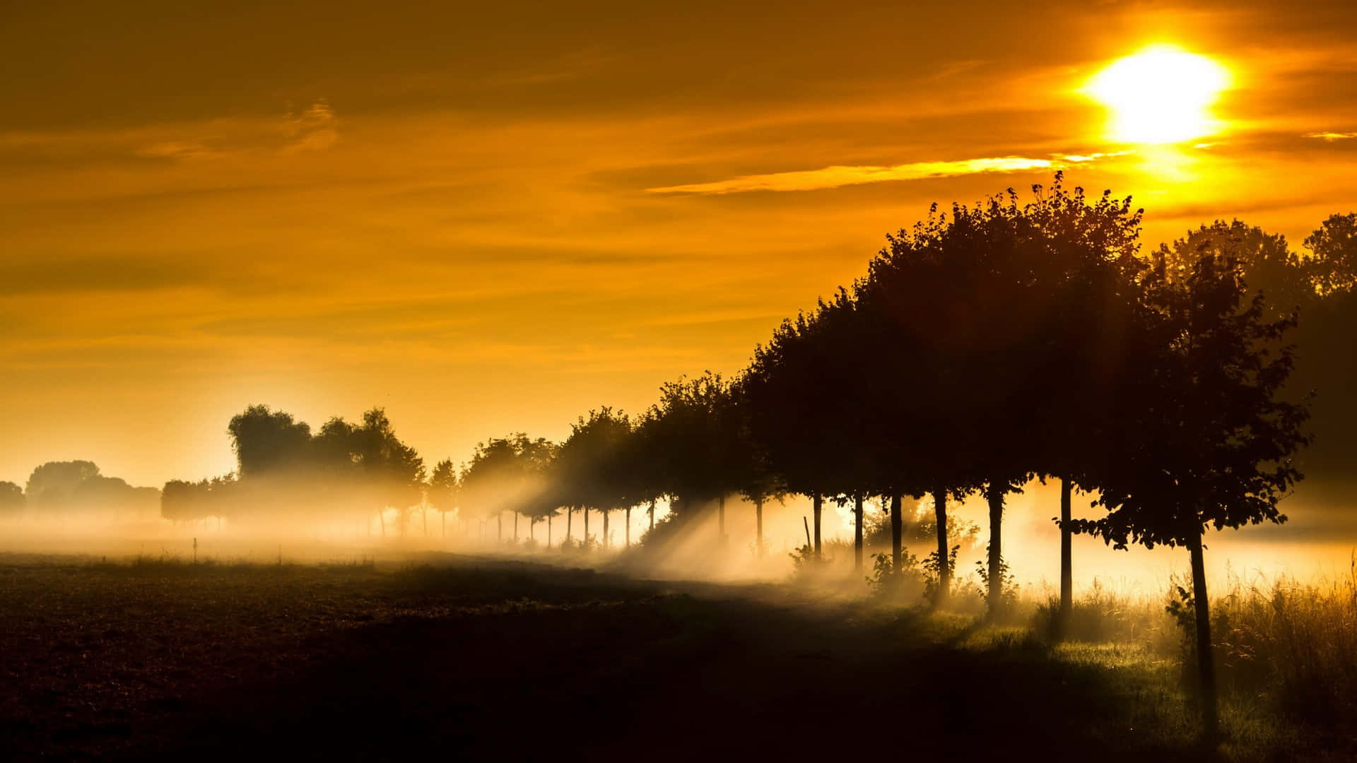 sun rays, golden sunrise, misty dawn, Full HD Desktop Wallpaper