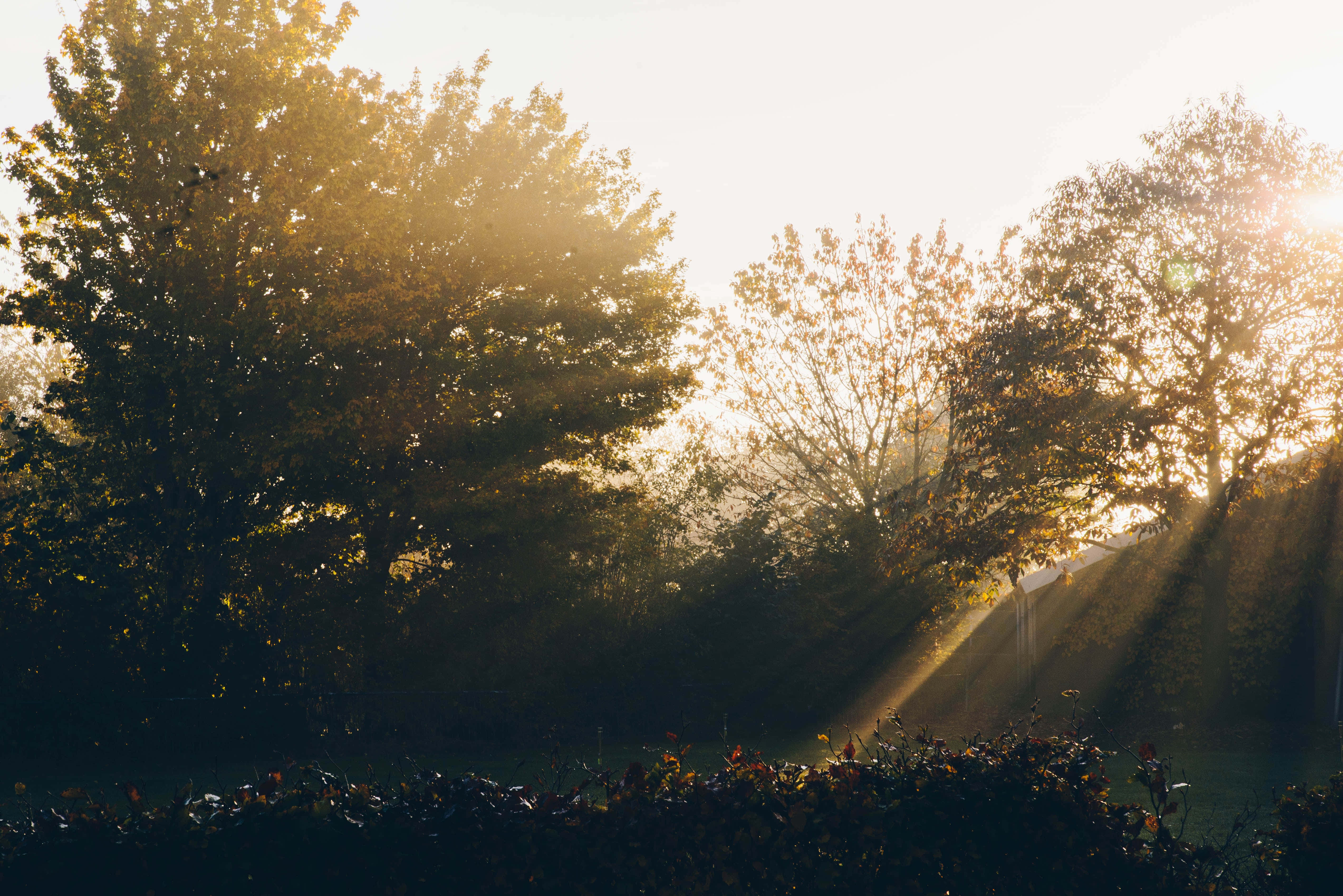 sun rays, foggy forest, golden sunlight, 4K Desktop Wallpaper