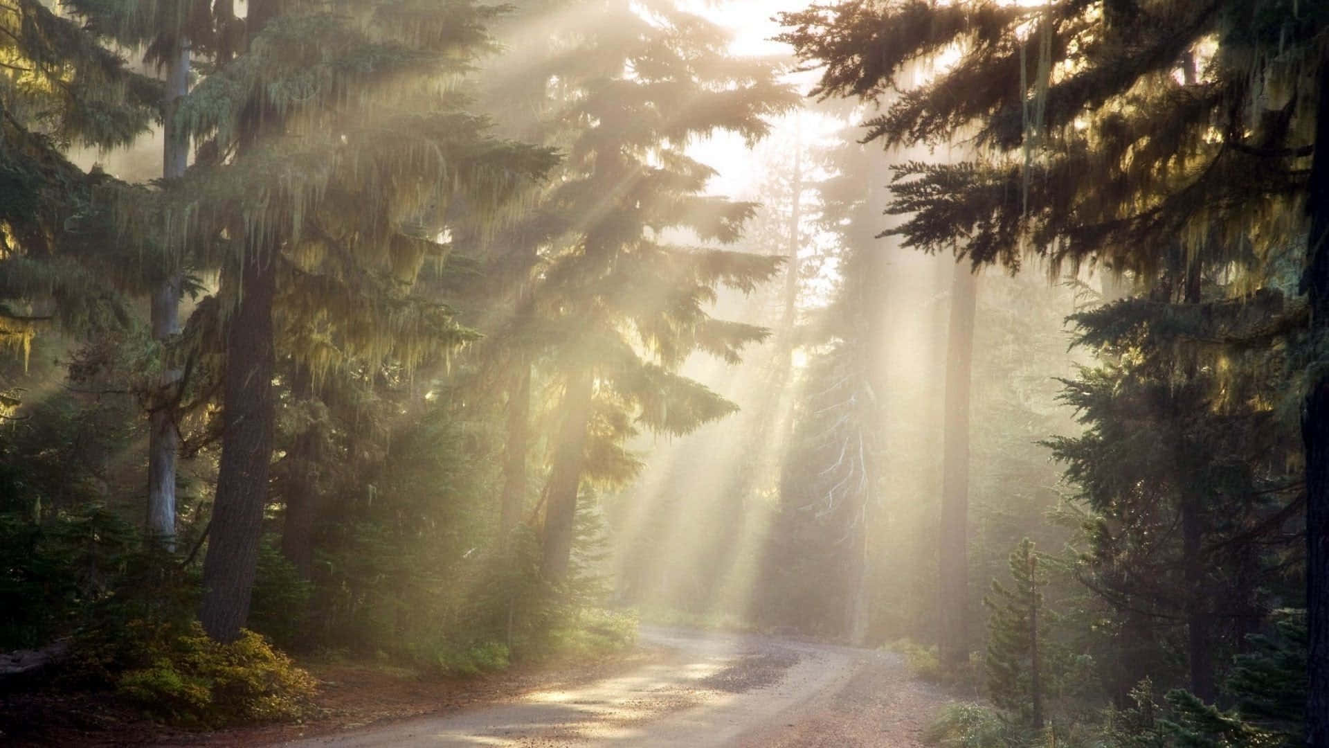 sun rays, woodland, misty pine trees, Full HD Desktop Wallpaper