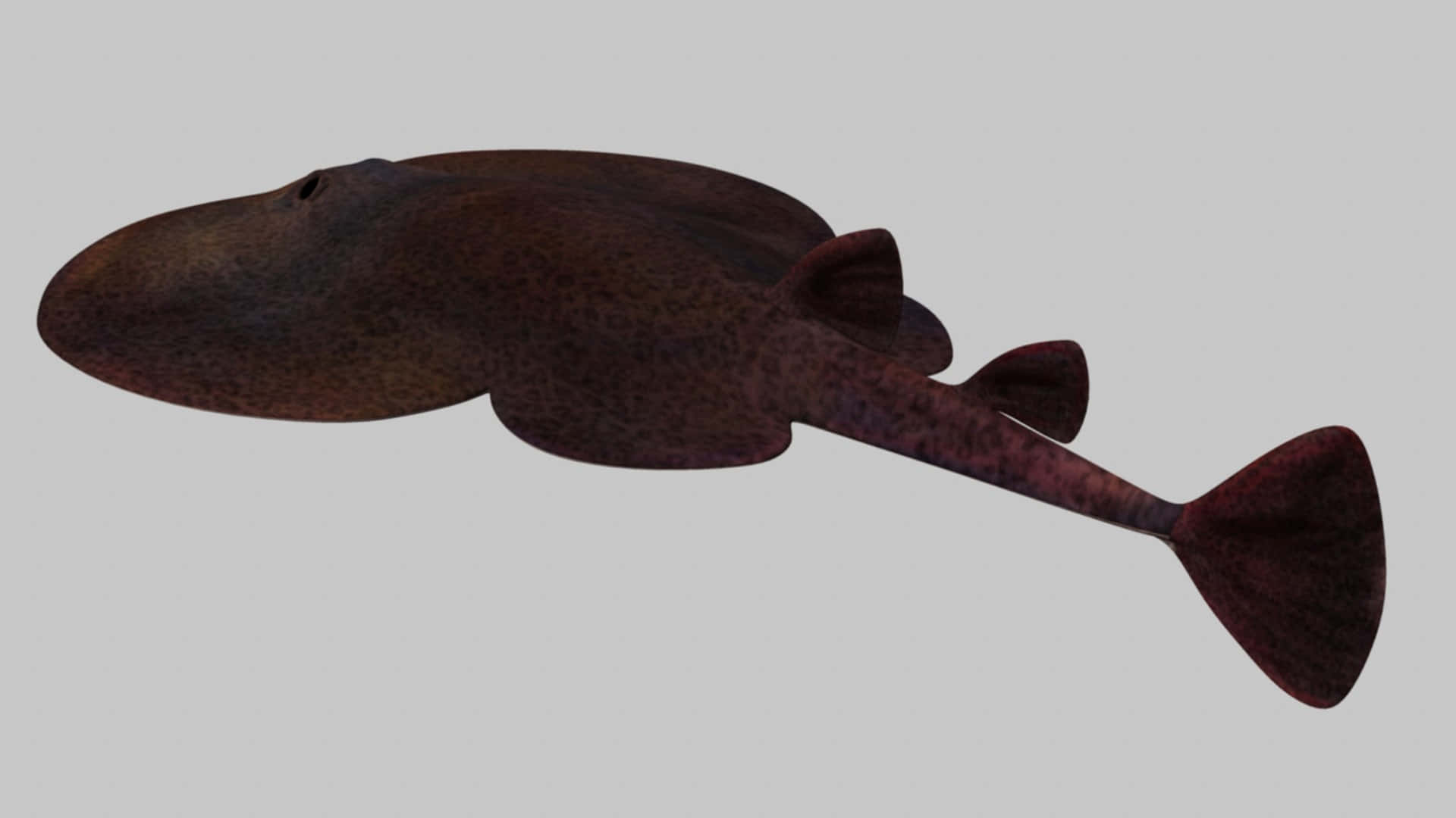 electric ray, dark brown spotted, flat body, Full HD Desktop Wallpaper