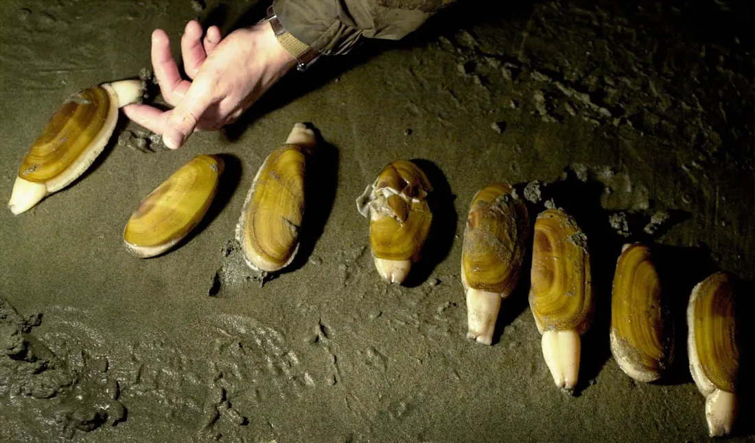 Razor Clam