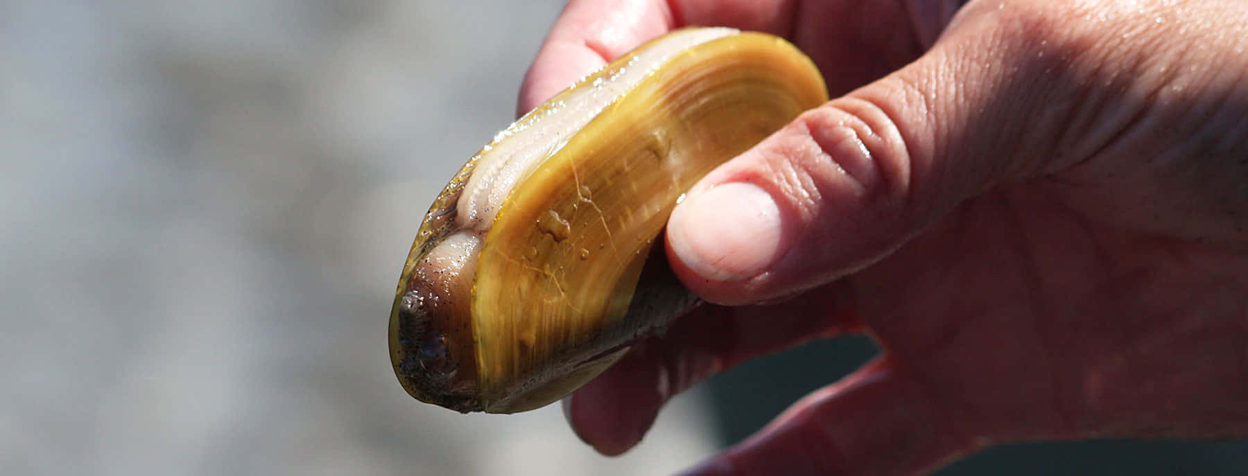 Razor Clam, yellowish-brown mussel shell, natural background, HD Desktop Wallpaper
