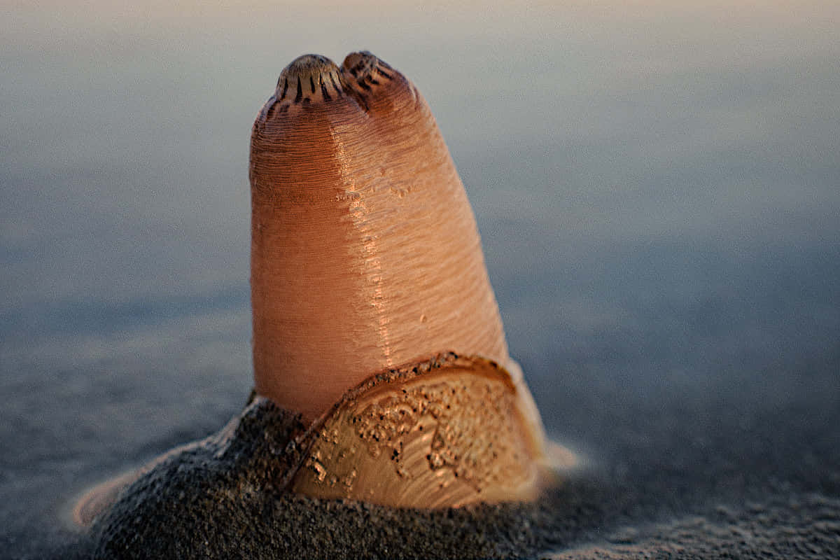 Razor Clam, pinkish-orange, dark sand, SD Desktop Wallpaper