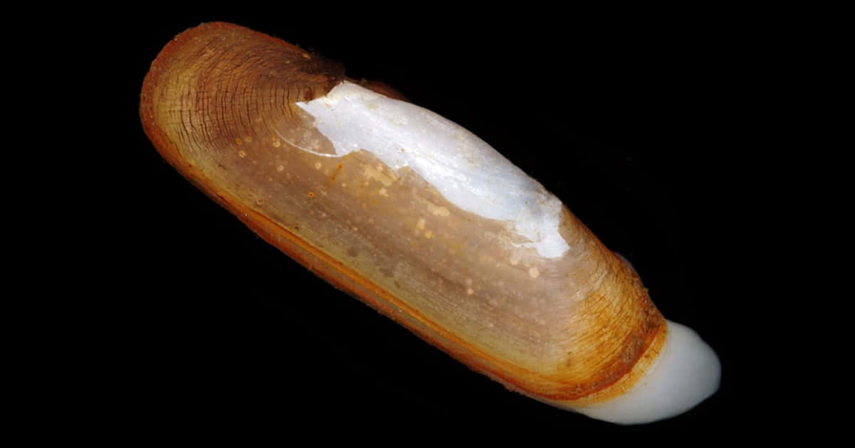Razor Clam, translucent brown and white bivalve shell, black background, SD Desktop Wallpaper