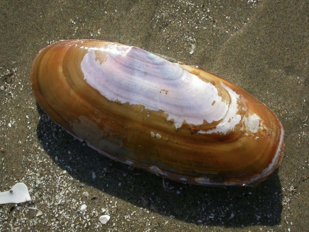 Razor Clam, sandy beach, iridescent purple, SD Desktop Wallpaper