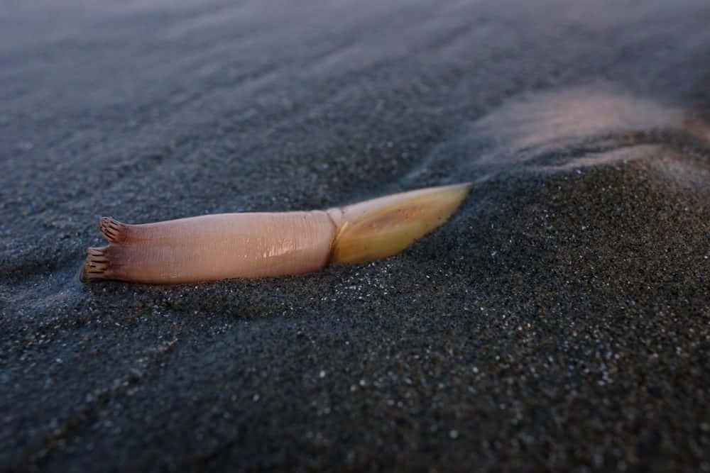 Razor Clam, pale pink, yellow, SD Desktop Wallpaper